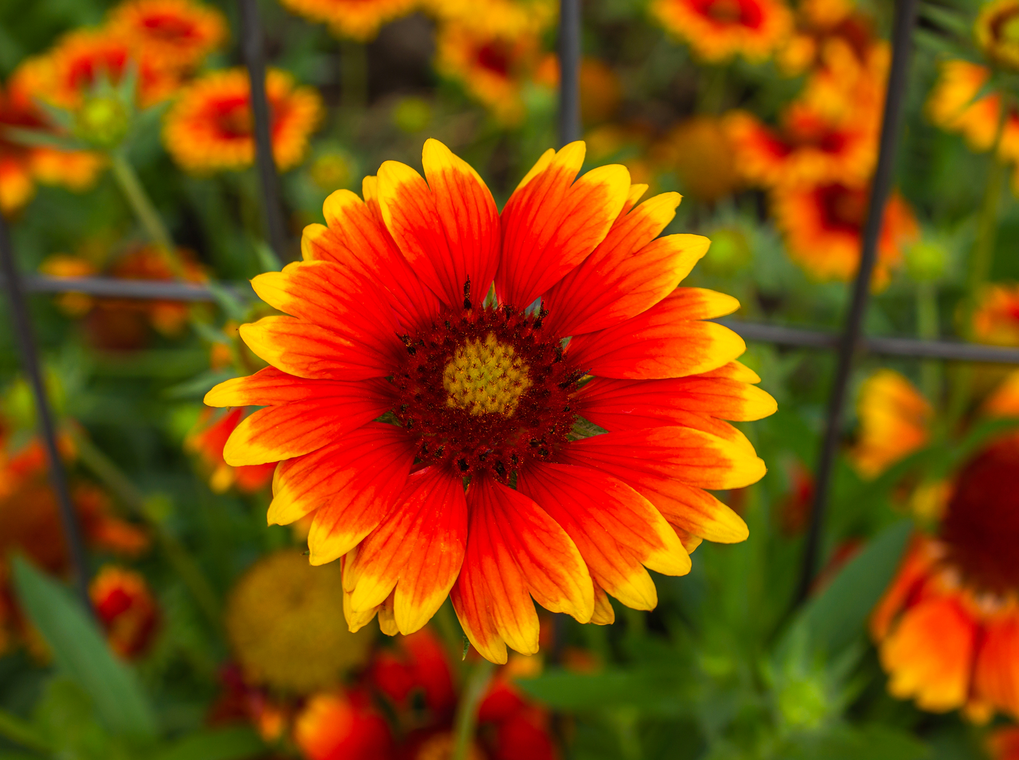 gaillardes.jpg