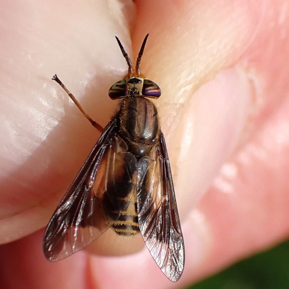 mouche a chevreuil.jpg