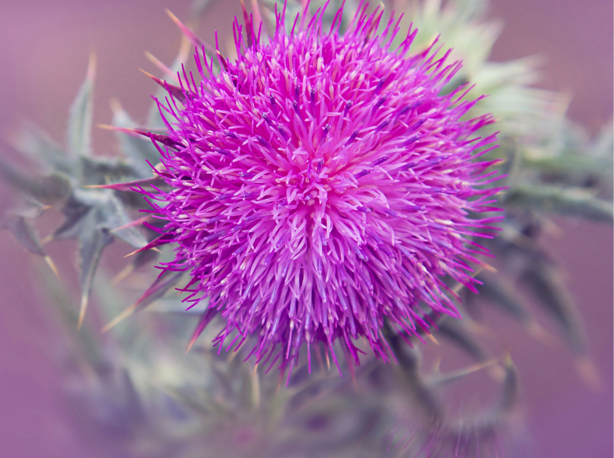 frosya_from_france/Shutterstock.com
