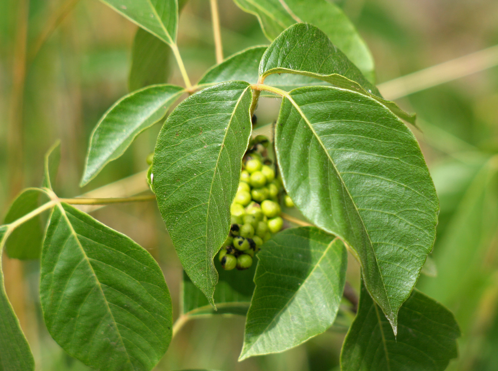 Les fruits apparaissent en septembre. Ils se déclinent dans des teintes de vert et de jaune.