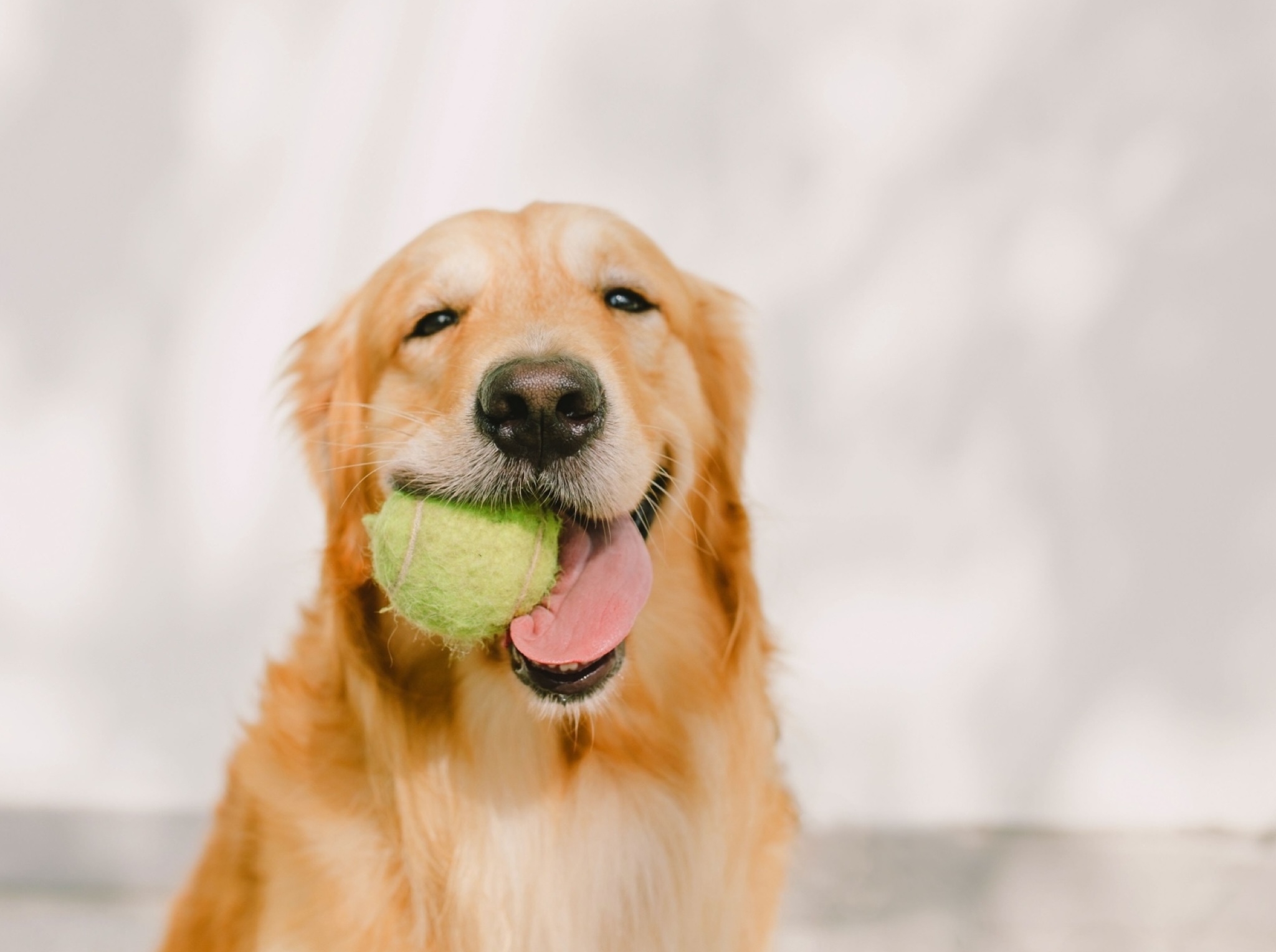 balle-tennis.jpg