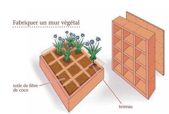 mur-vegetal