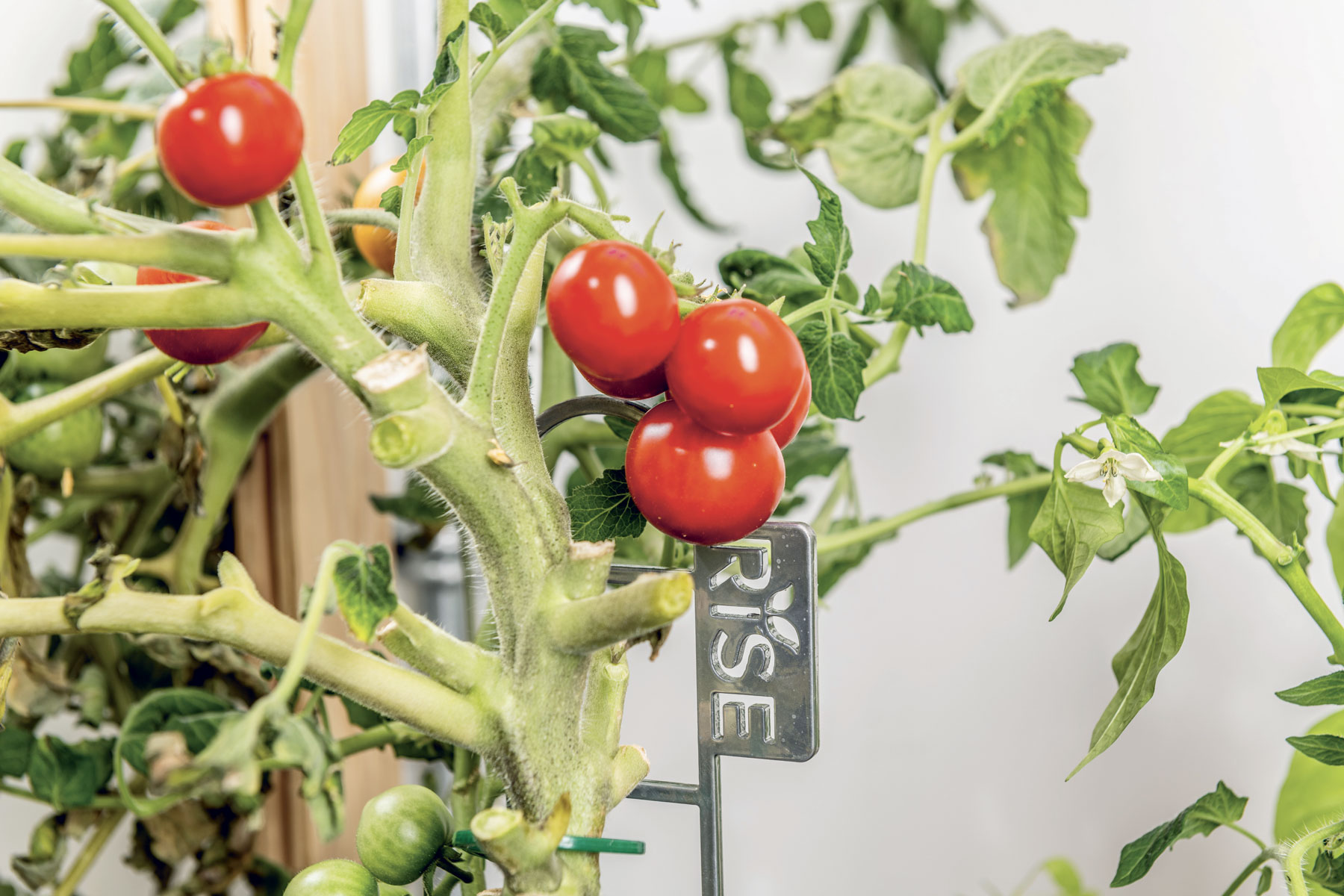 tomates