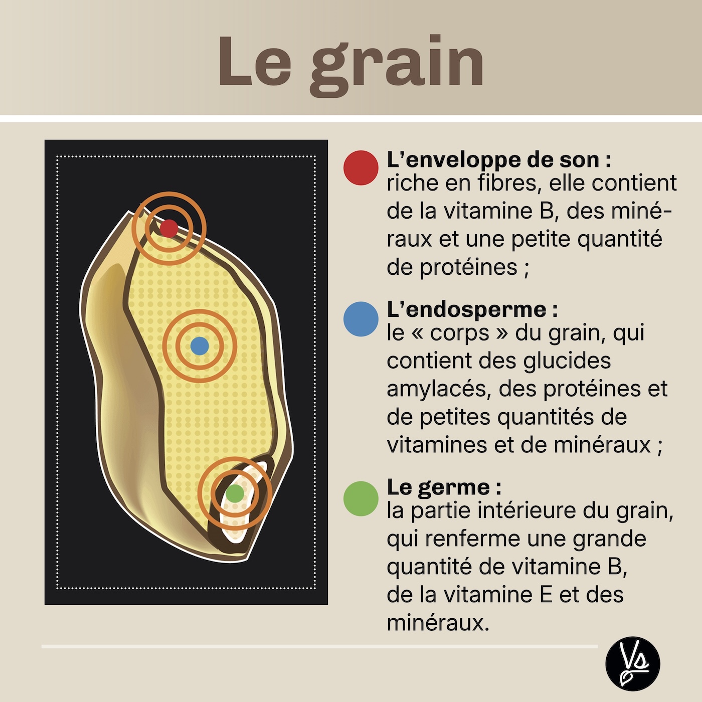 anatomie-grain-cereale.jpg