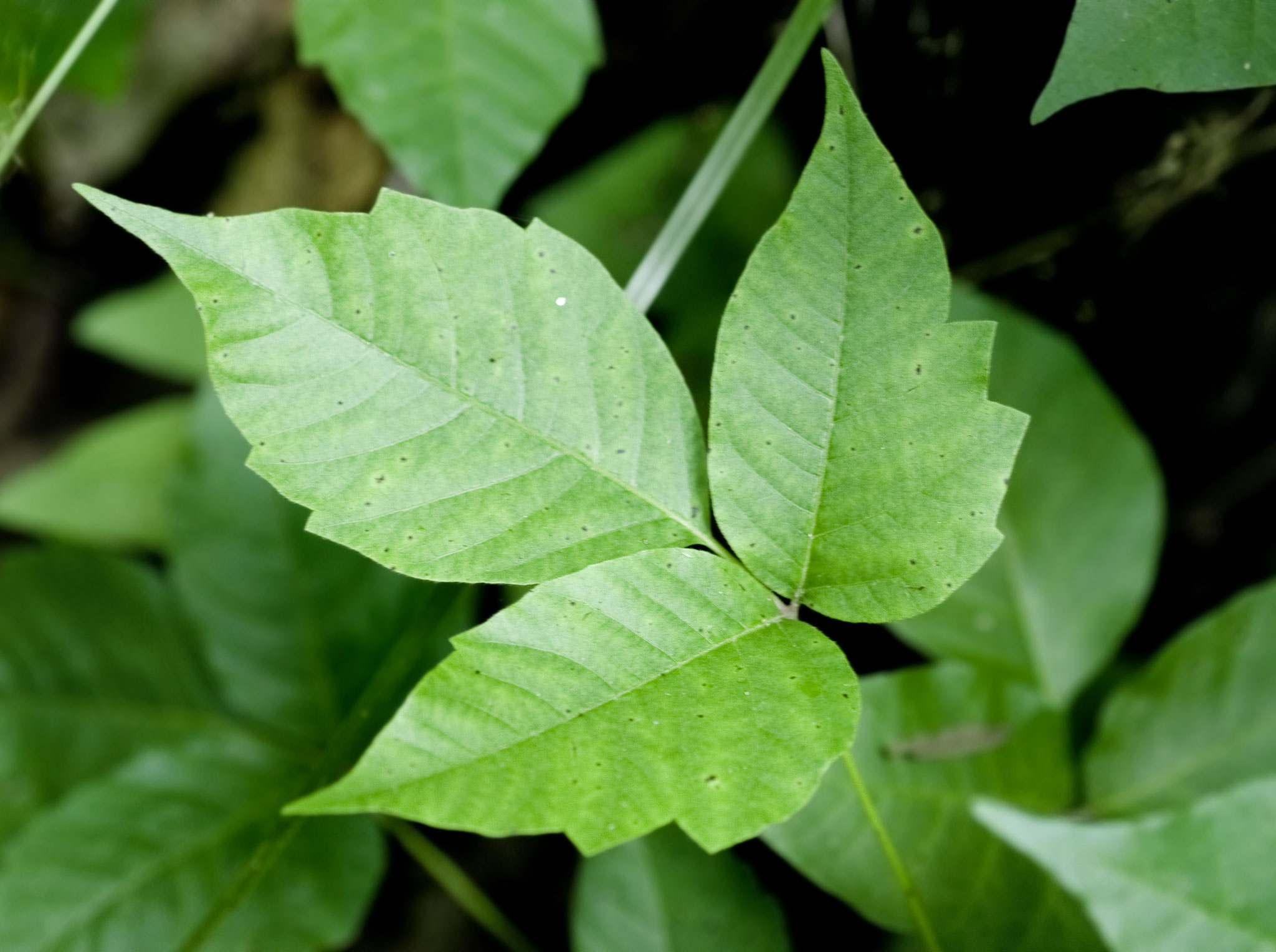 L’herbe à puce est constituée de tiges dotées de trois petites feuilles pointues (à bords dentés ou lisses).
