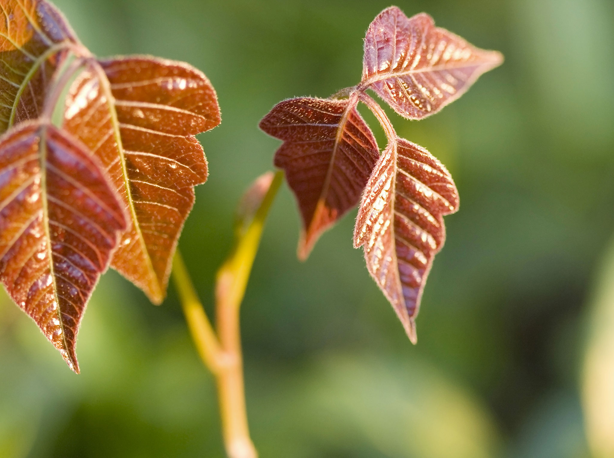La couleur des feuilles varie: rougeâtre (printemps), vert (été), jaune, orange, rouge ou bronze (automne).