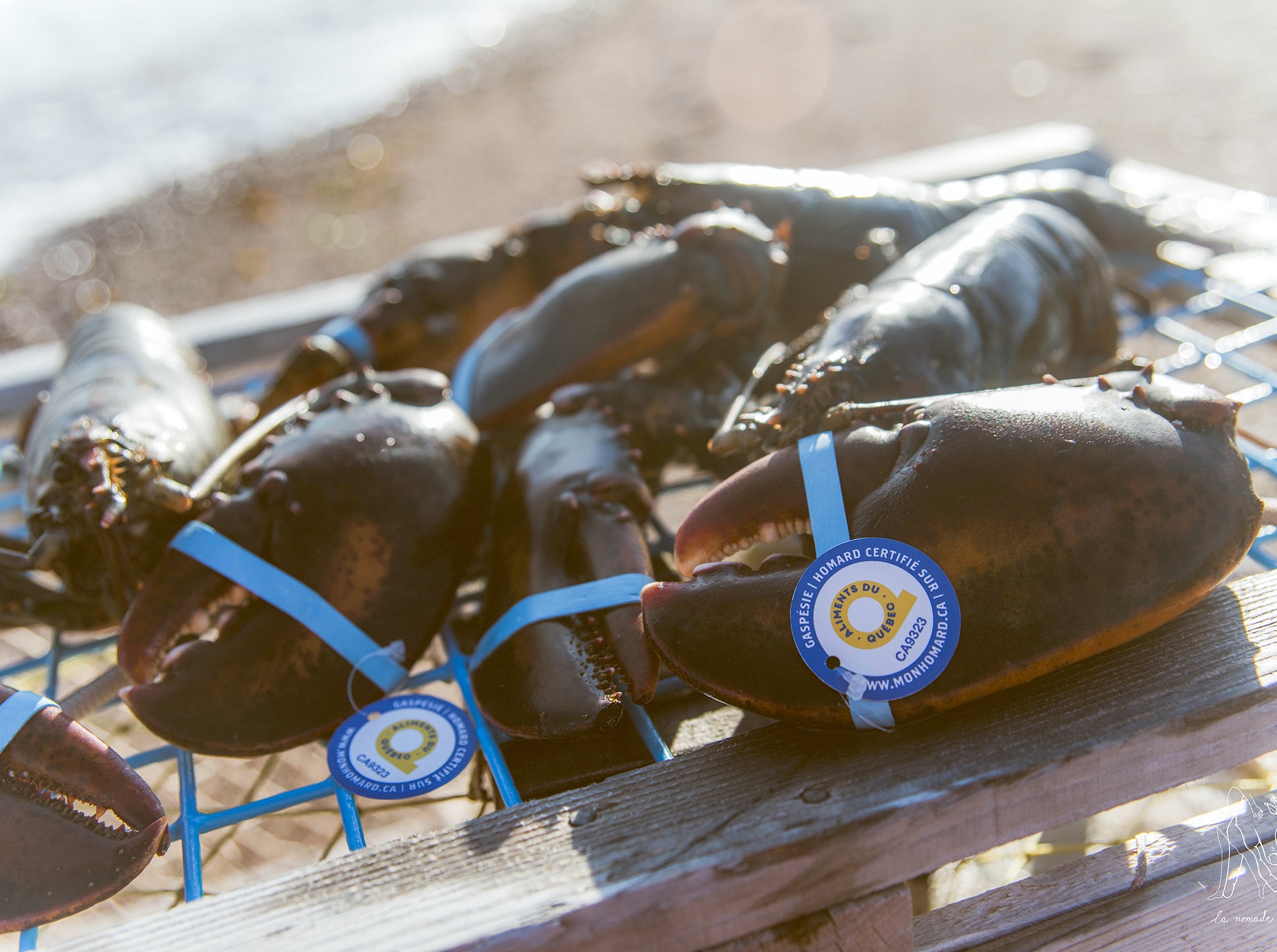 9393d0308055-Homard.jpg