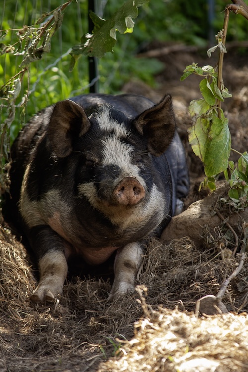 Porc domestique_crédit@MAPAQ.jpg