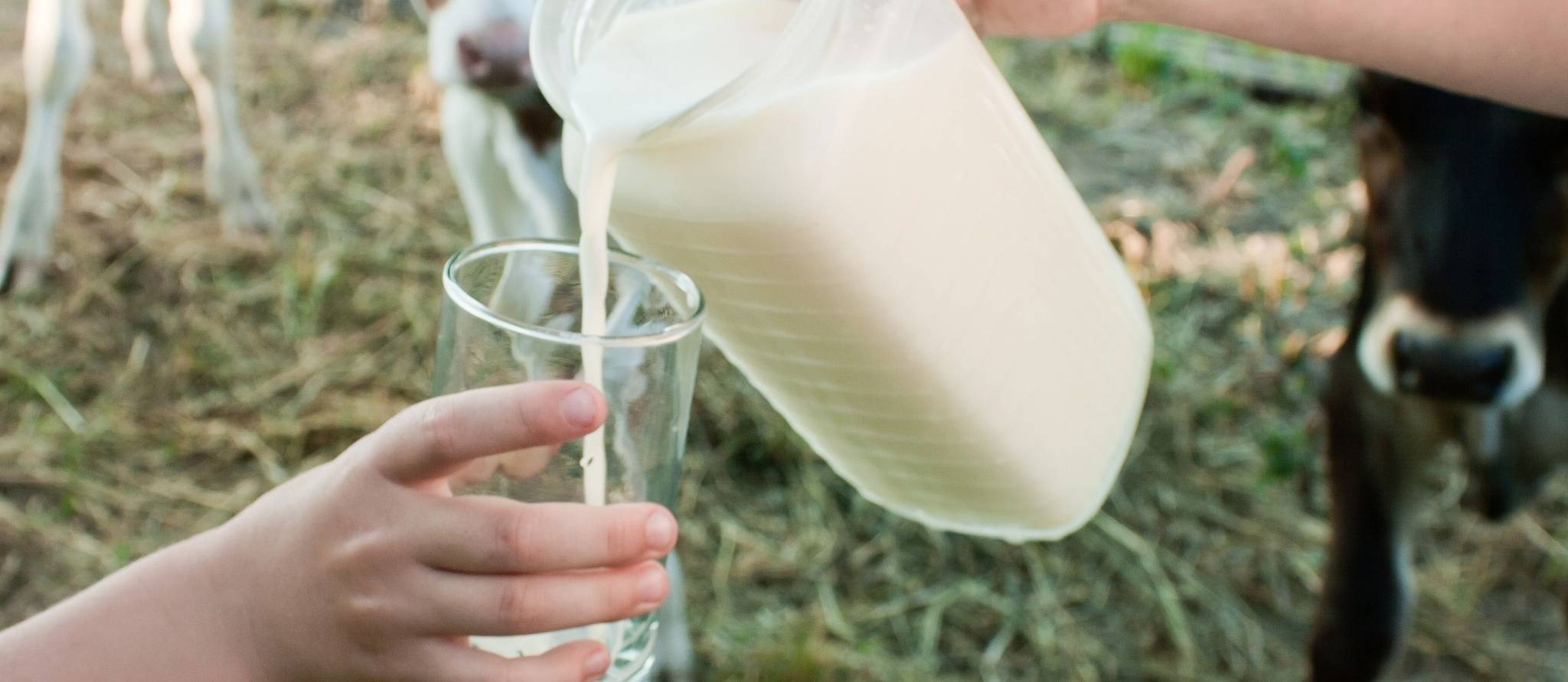 Les dangers du lait cru