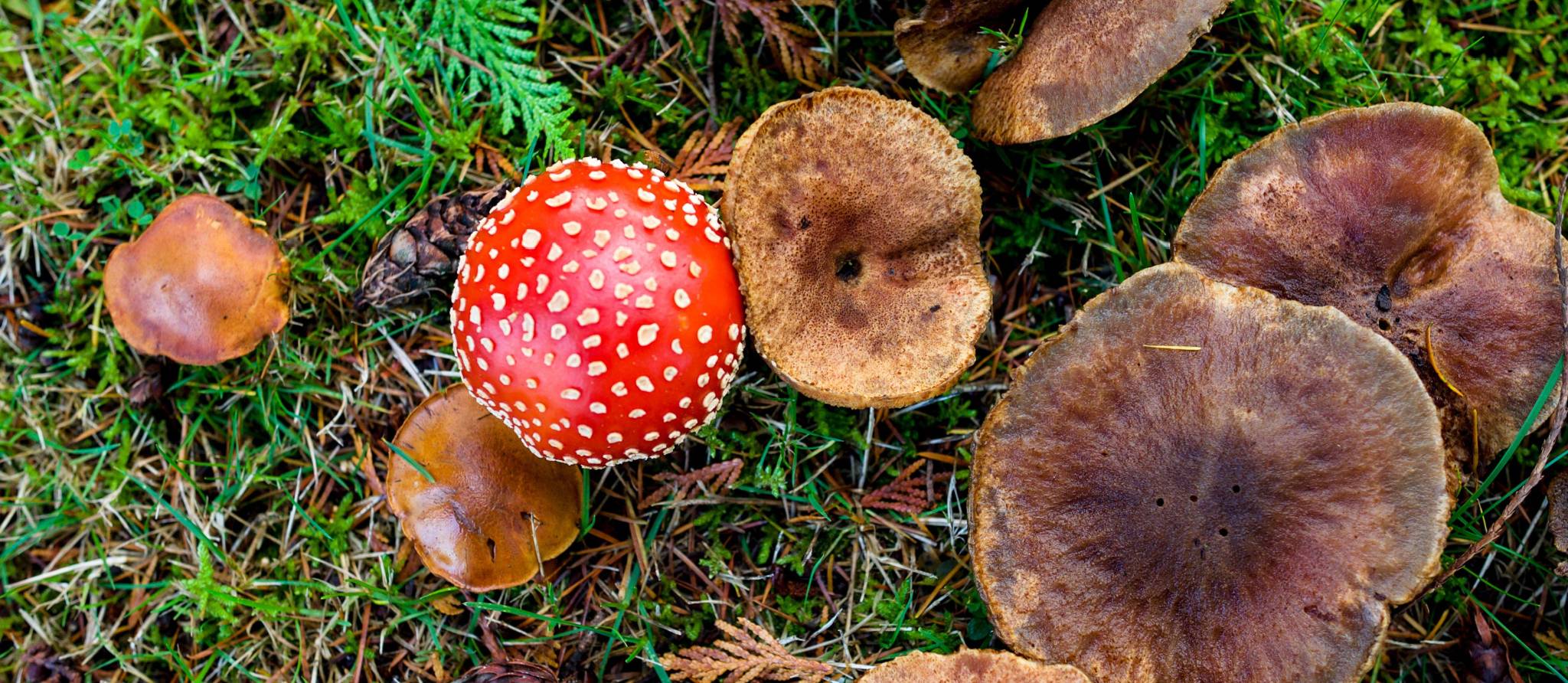 Des intoxications graves dues aux champignons sauvages