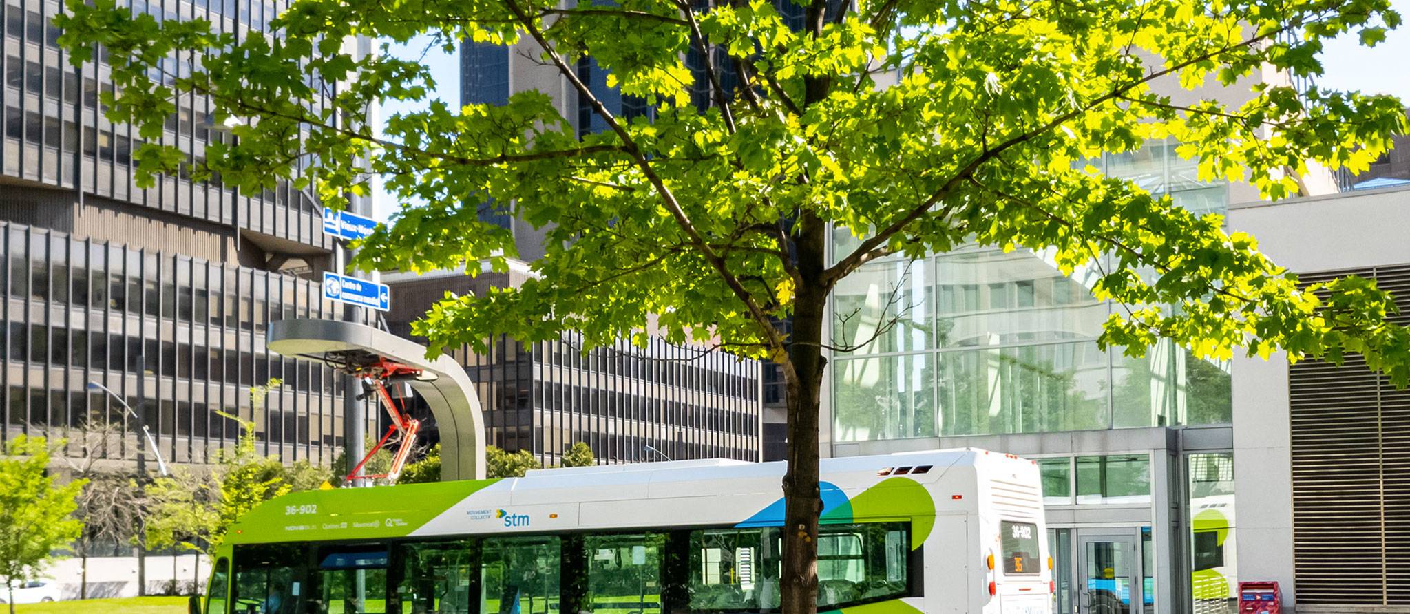 Les arbres urbains souffrent aussi des changements climatiques