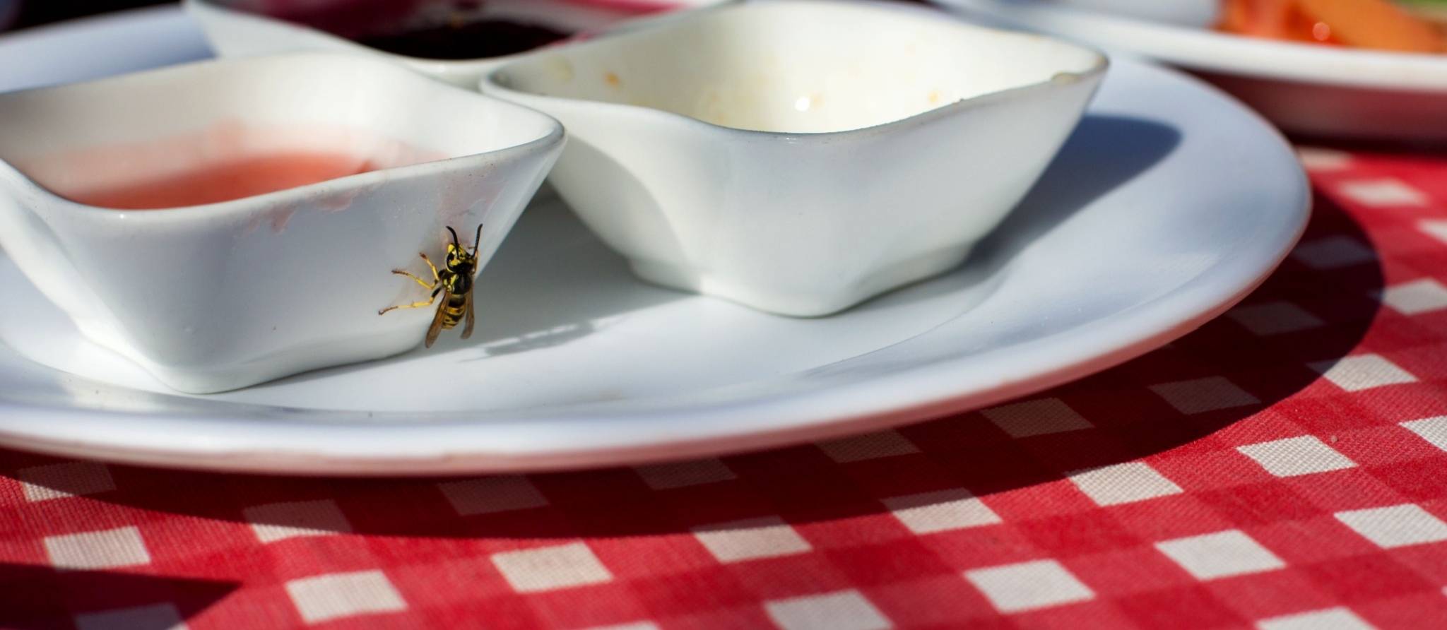 Comment éloigner les guêpes de votre assiette ?