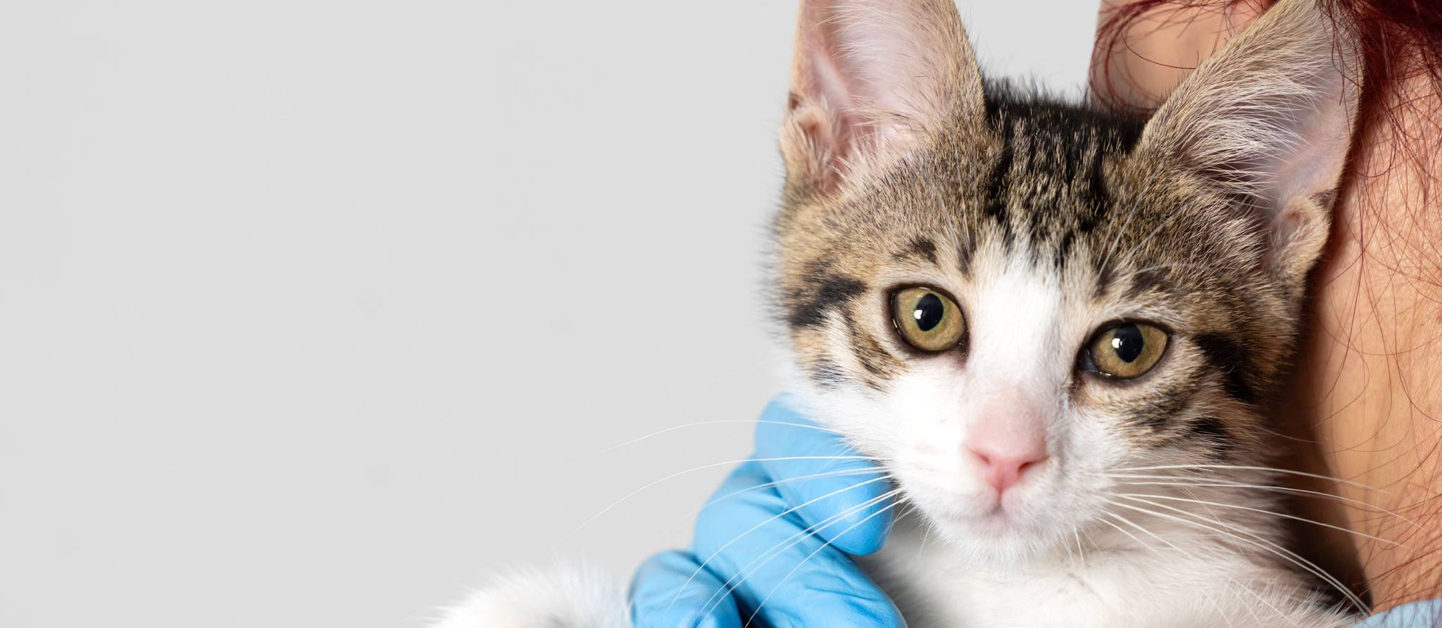 L’assurance pour chats et chiens, ça coûte combien ?