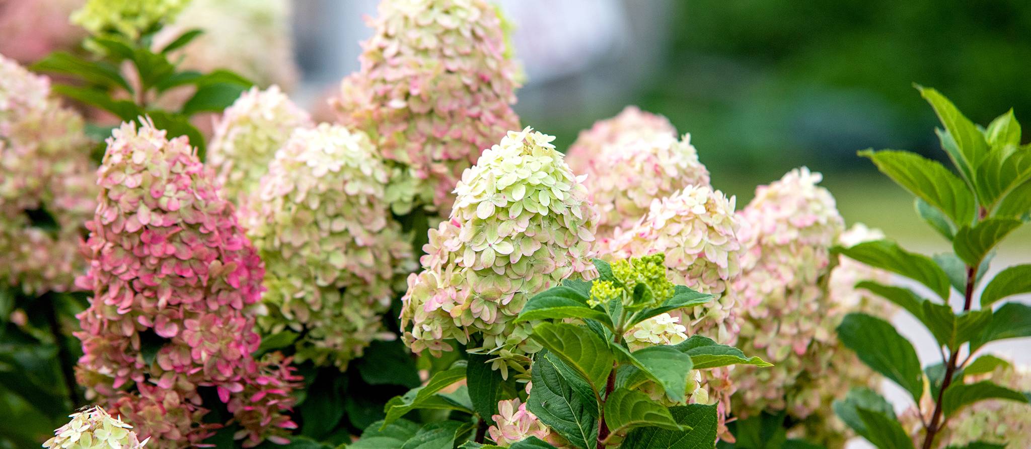 Comment bien choisir vos plantes vivaces