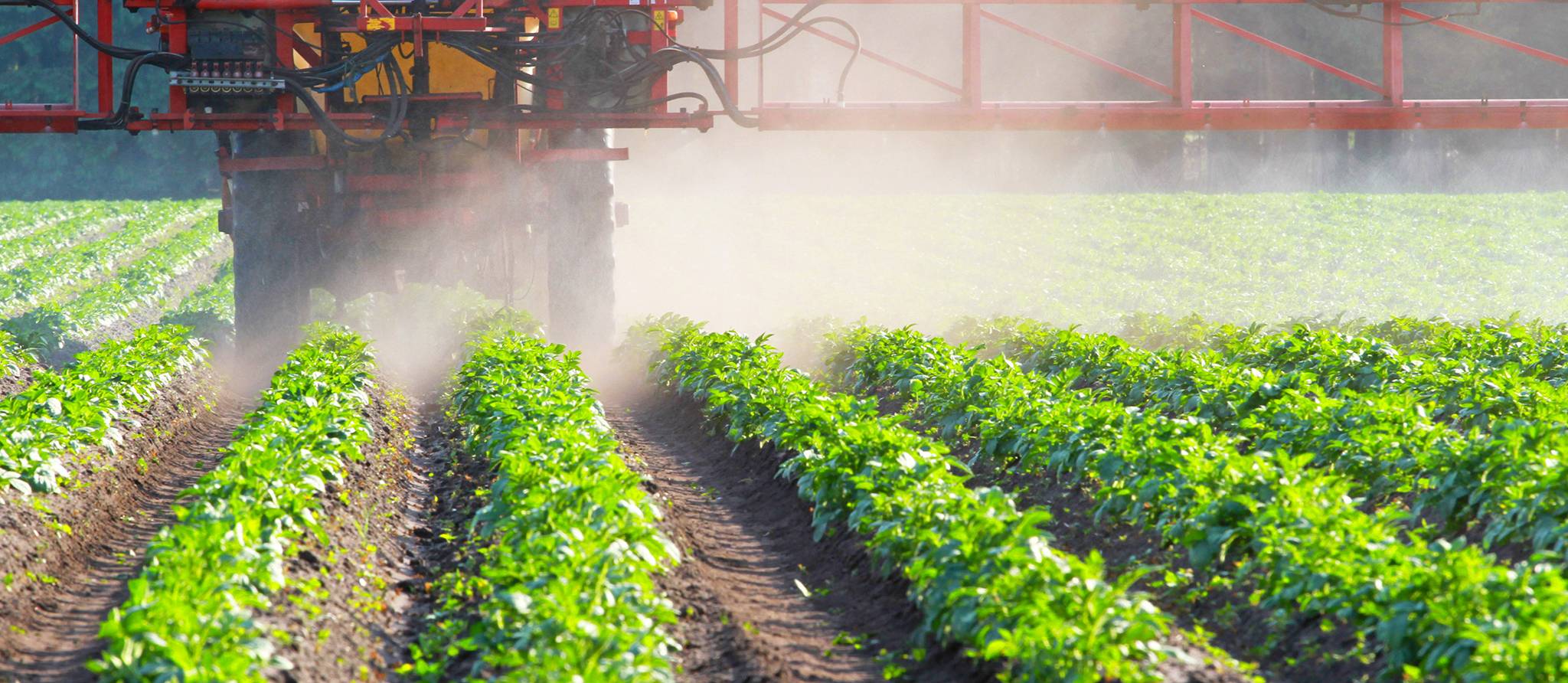 Santé Canada veut autoriser plus de pesticides sur les petits fruits et les légumineuses