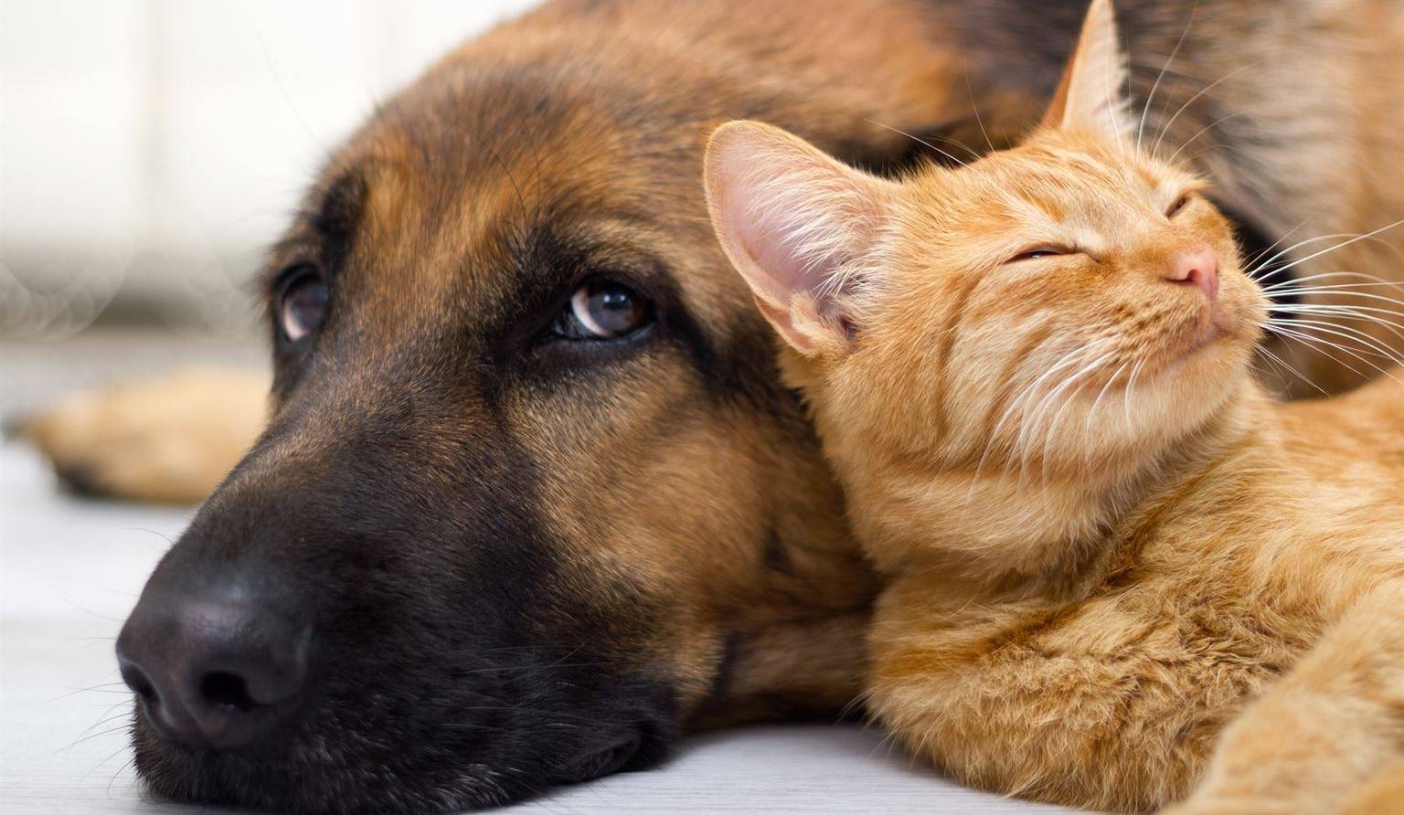 Chats et chiens: solutions à 5 comportements indésirables
