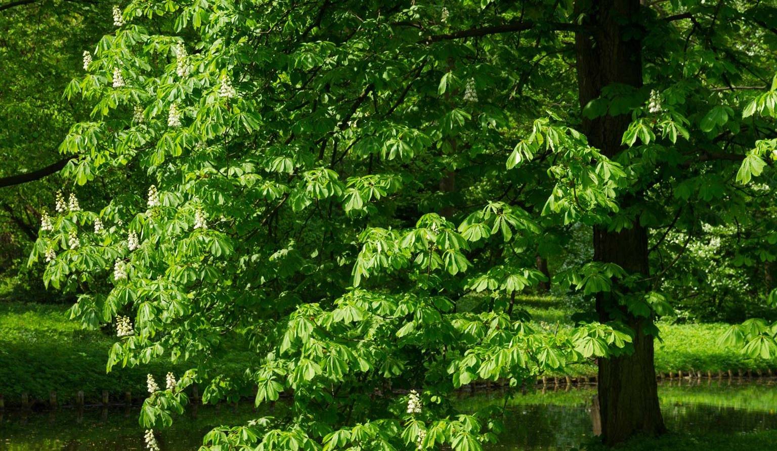 Ce qu'il faut savoir sur l'élagage des arbres