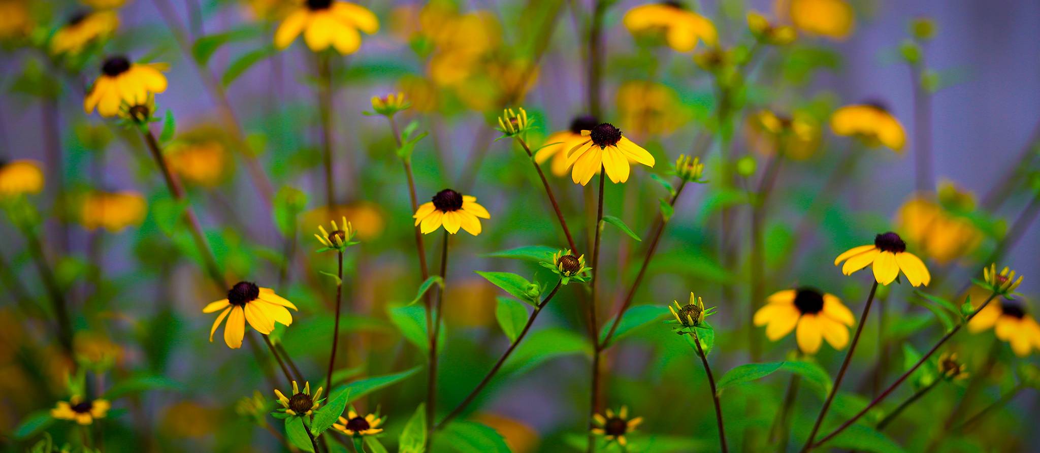 Planter des fleurs pour sauver les pollinisateurs