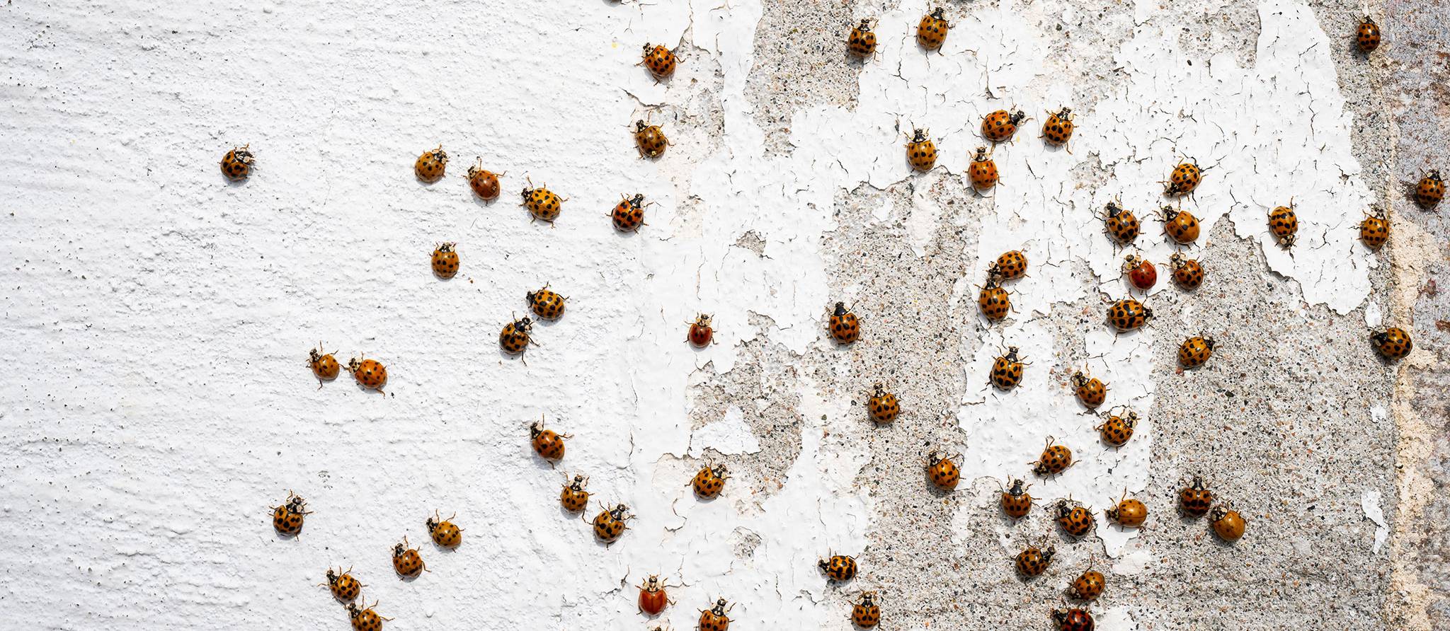 Comment repousser les coccinelles