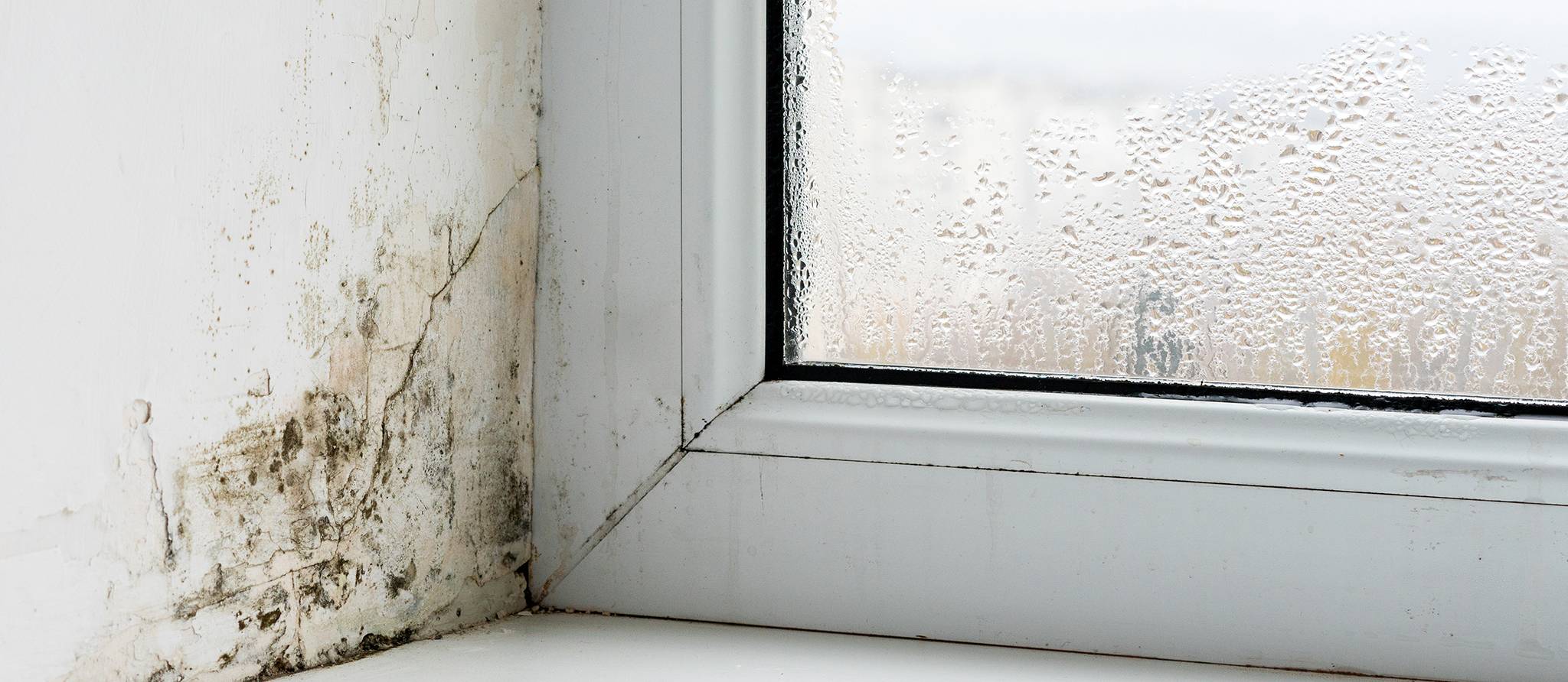 Comment prévenir l’apparition de moisissures dans votre maison