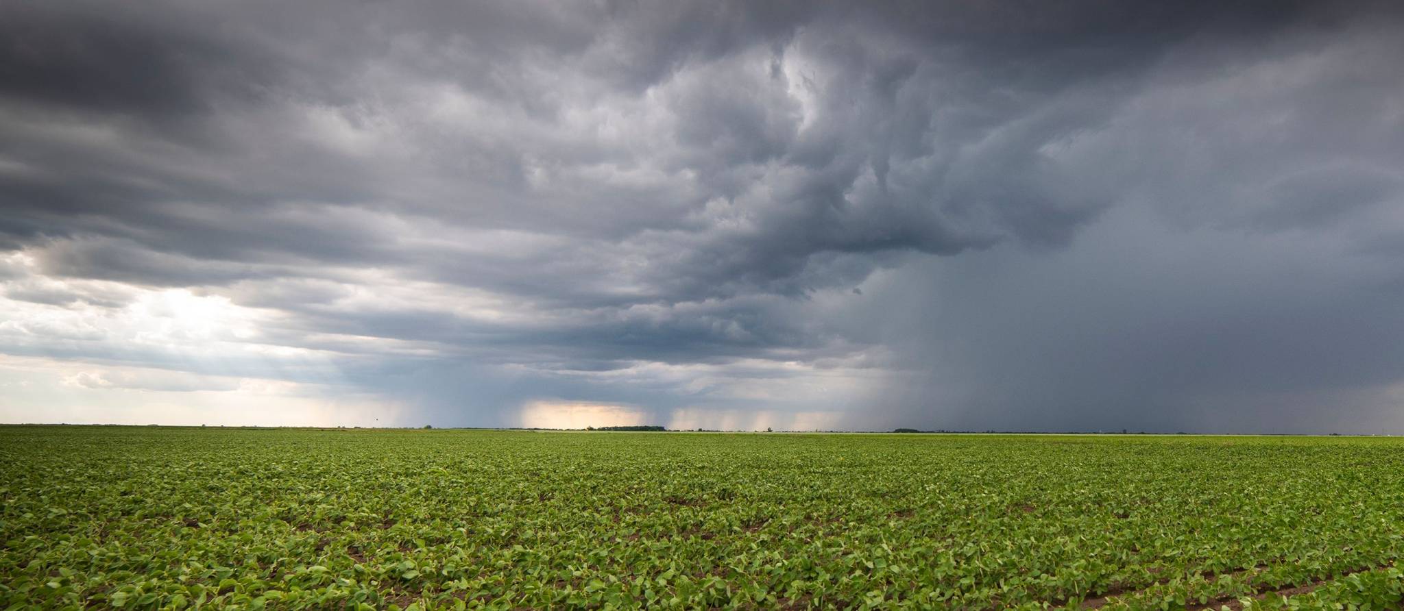 Météo : la production de fruits et légumes québécois écope