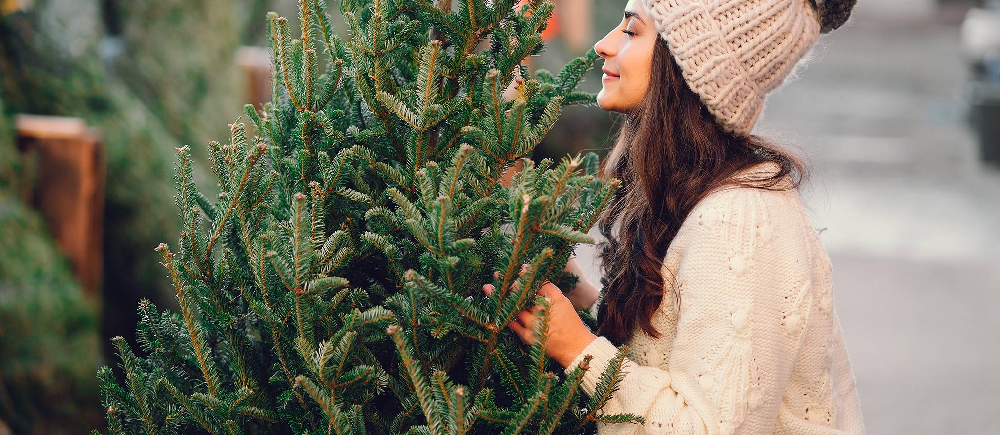 Acheter son sapin de Noël au marché, en ligne ou dans le champ?