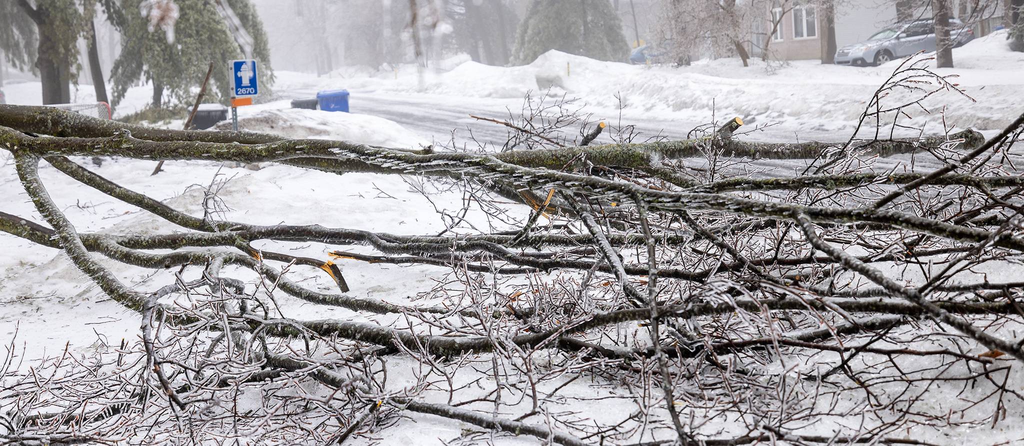 Chutes de branches, bris de fils : qui fait quoi après la tempête ?