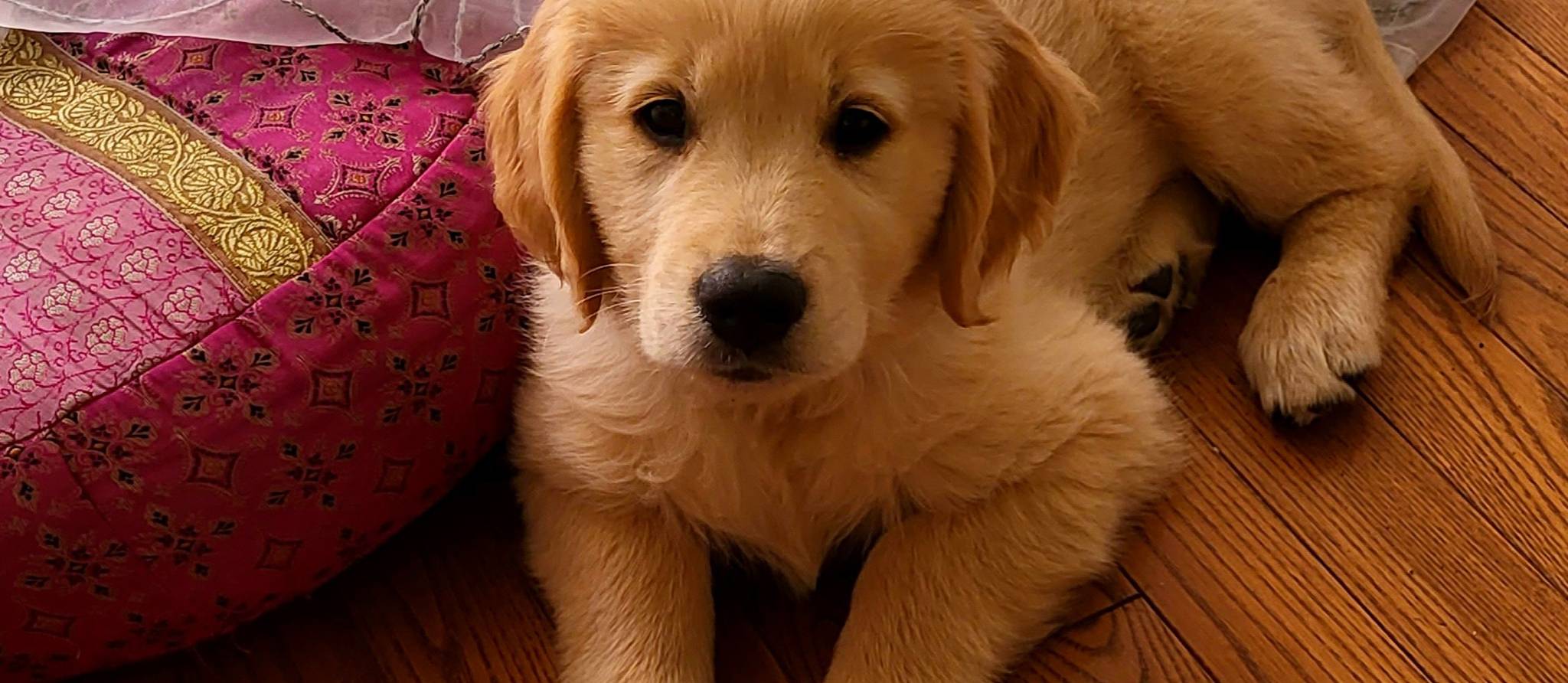 Comment adopter un chien