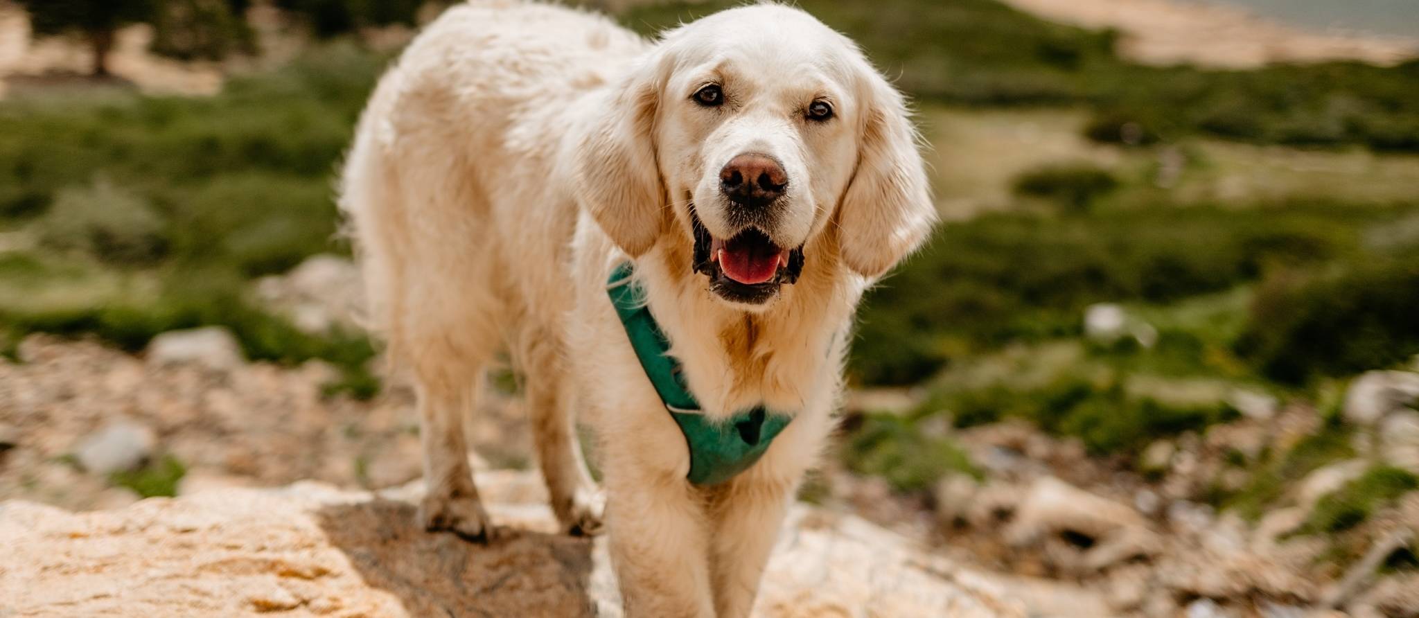 Chiens aux États-Unis: les nouvelles exigences abandonnées