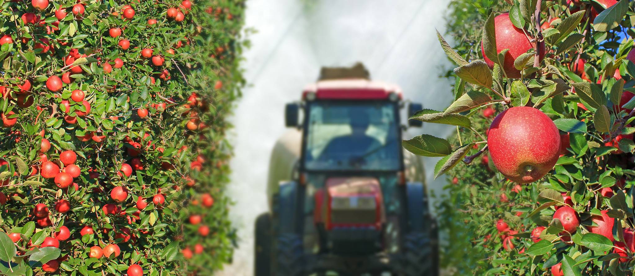 Pesticides : quels sont leurs effets combinés sur la santé?