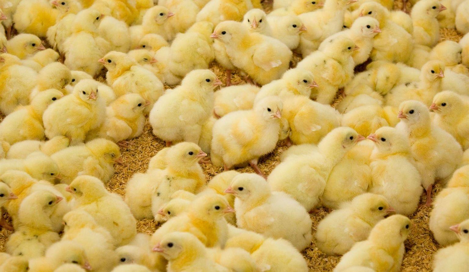 Fini, le broyage des poussins