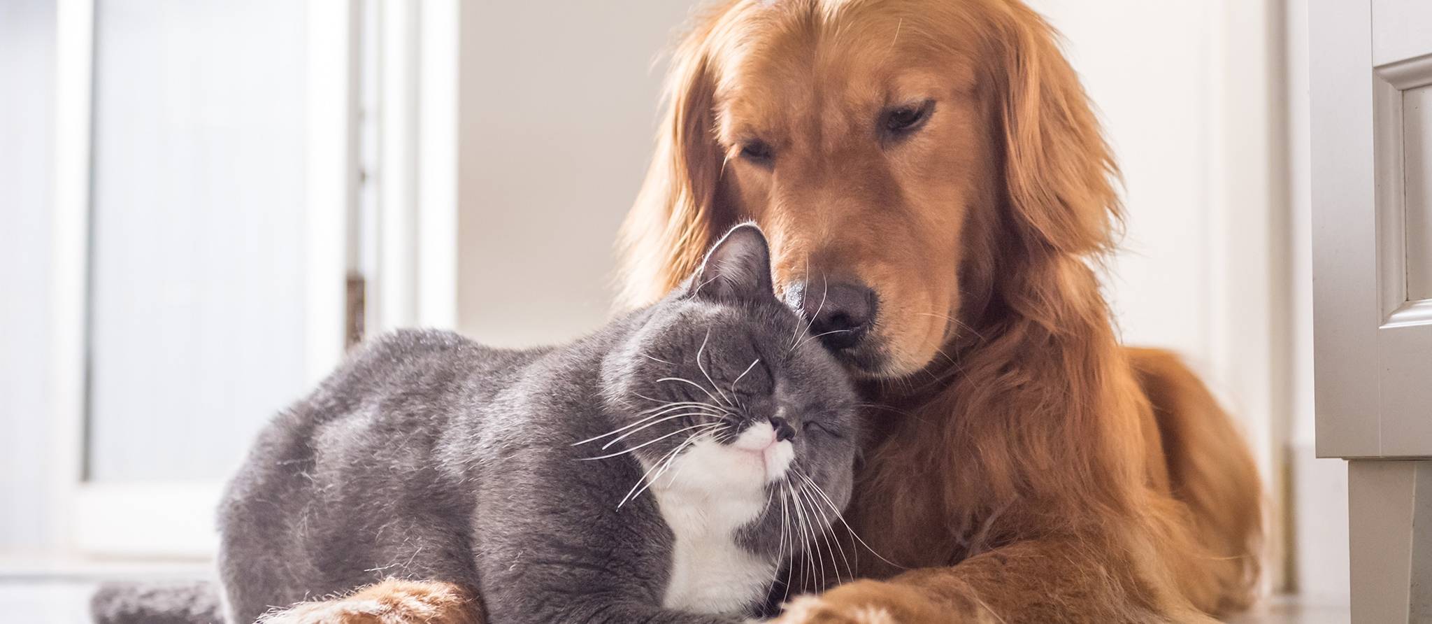 COVID-19: vos animaux domestiques sont-ils à risque?
