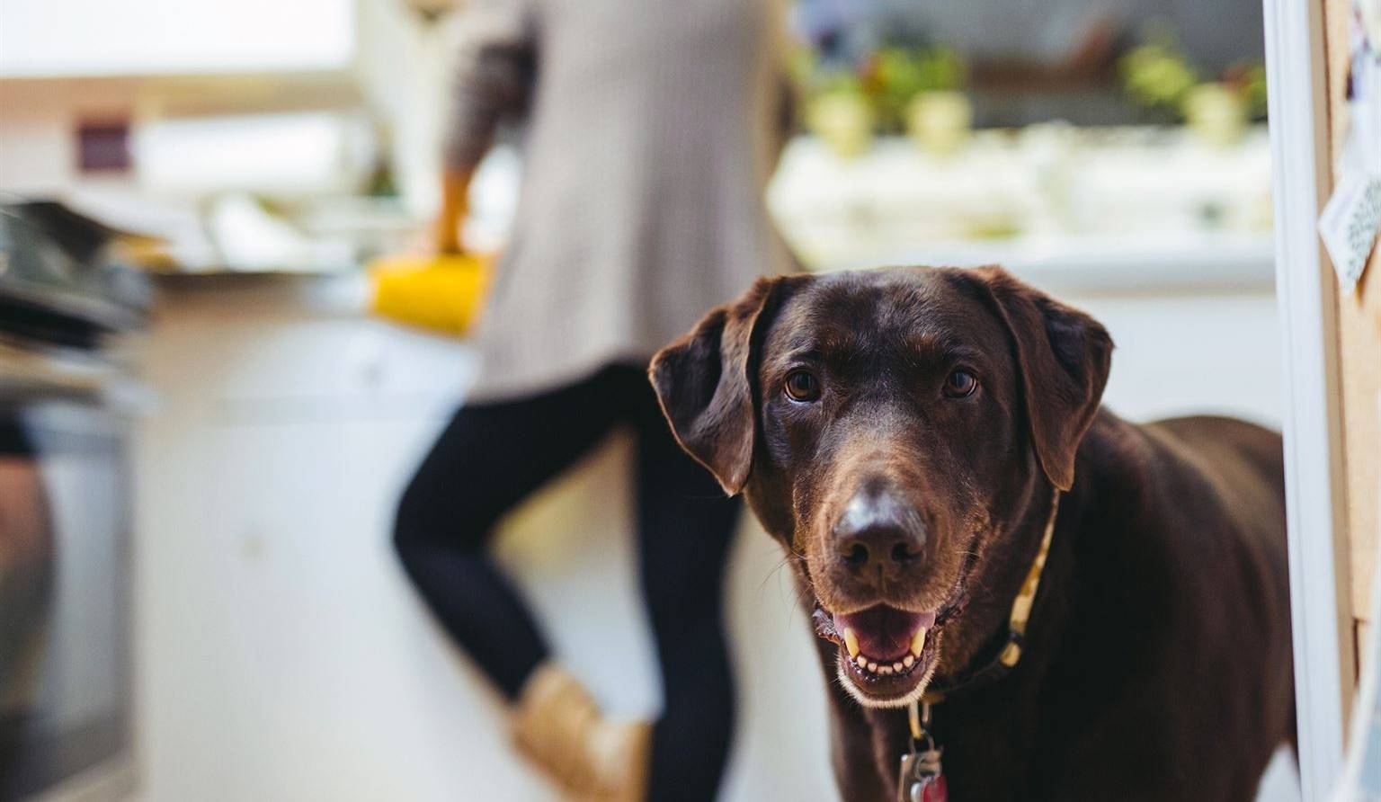 Bail et animaux domestiques: fini les interdictions?