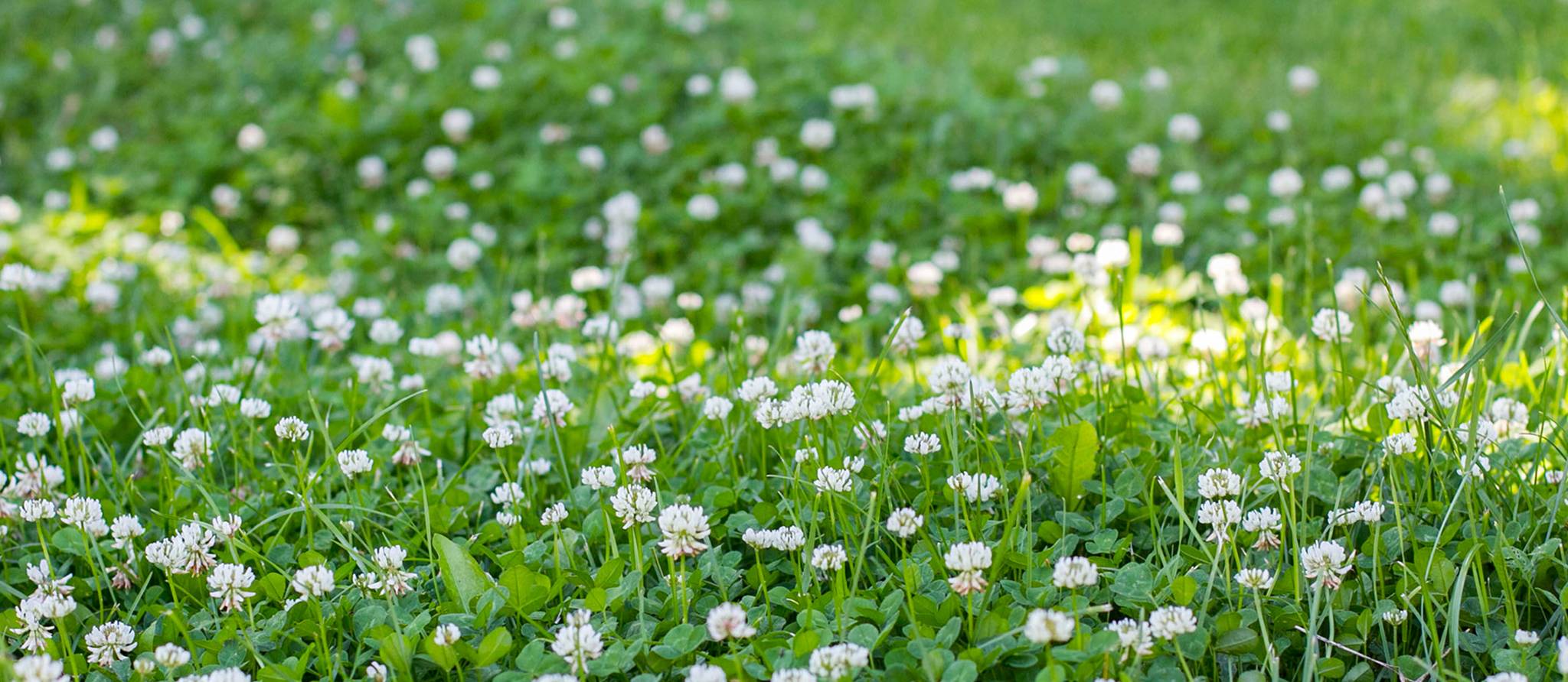 Comment bien entretenir sa pelouse