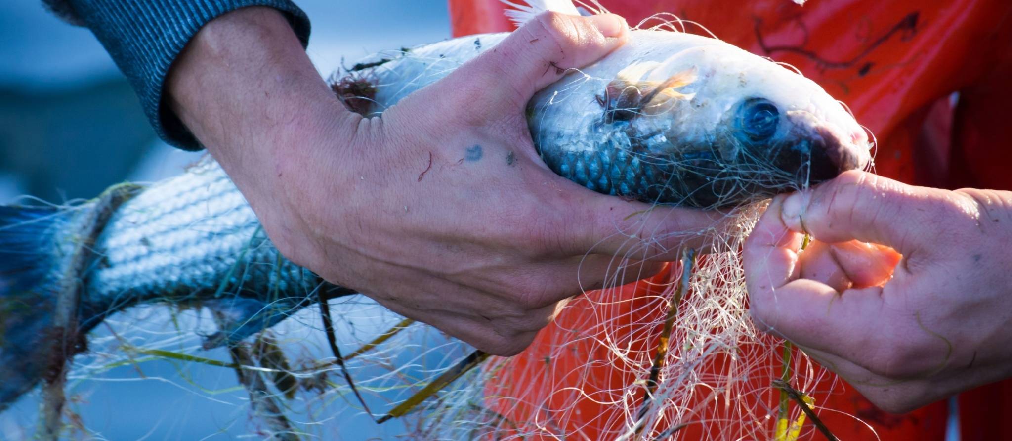 Que valent les allégations et certifications de pêche durable et écoresponsable?