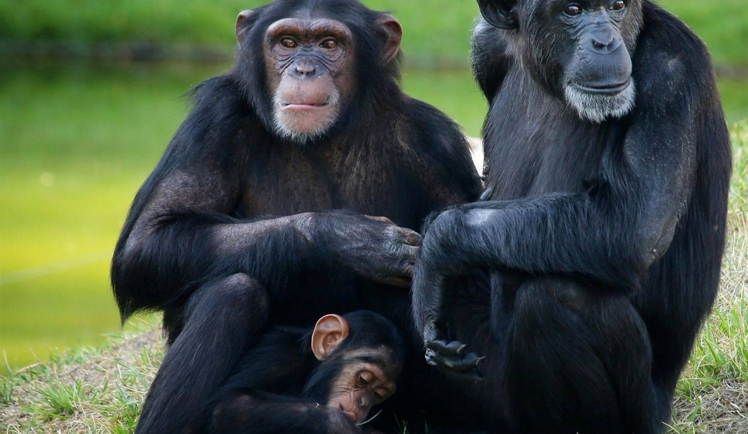 Cheveux verts, chimpanzés et café