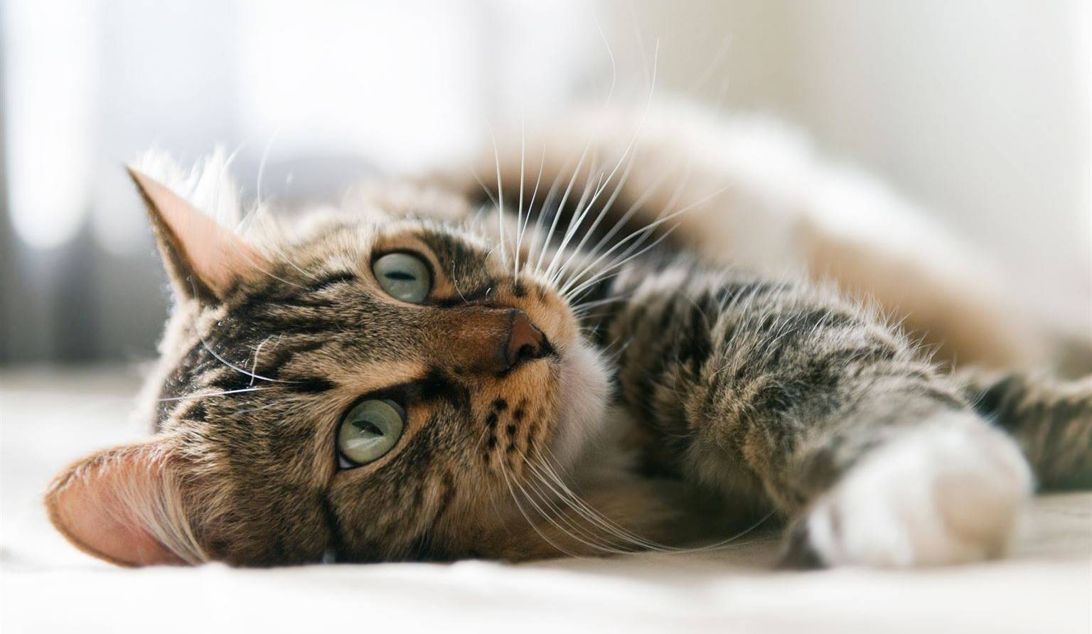9 questions à se poser avant d'adopter un chat ou un chien