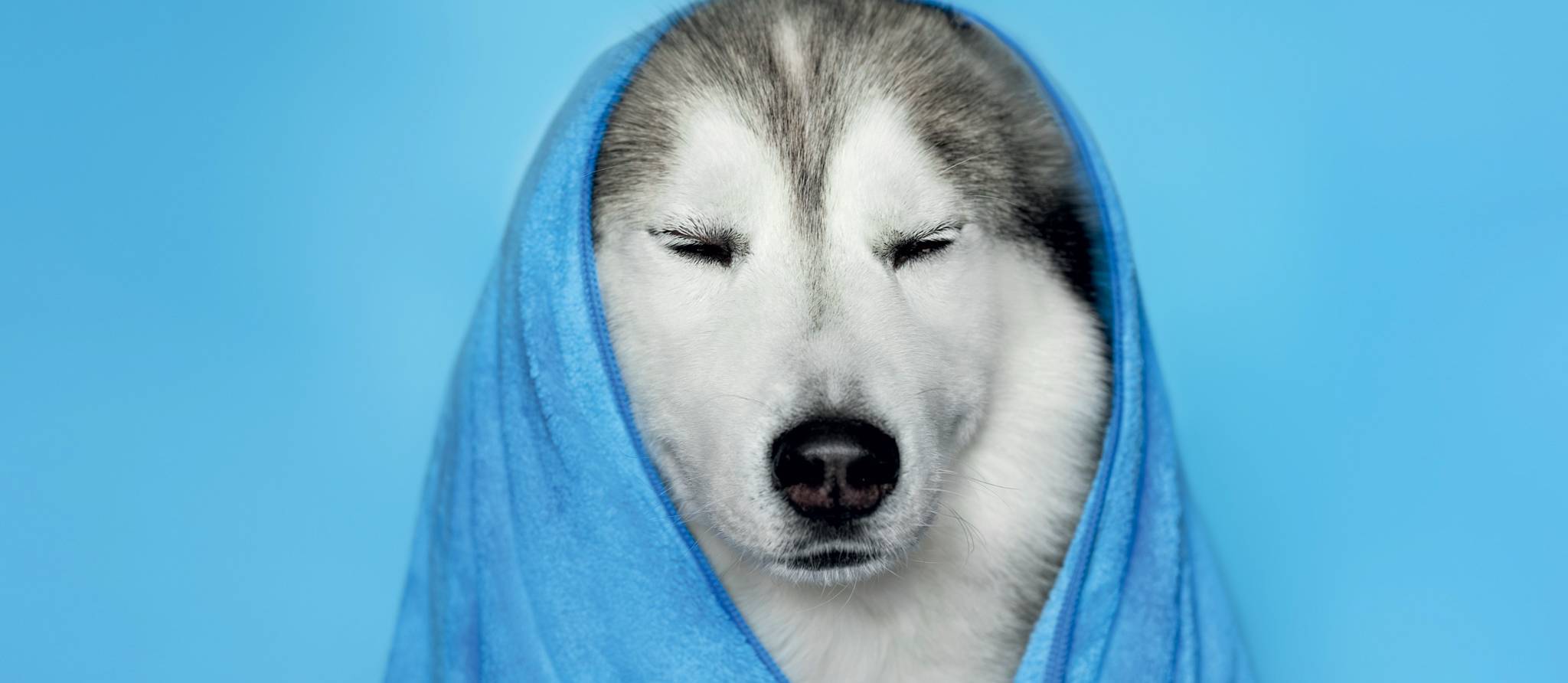 Comment choisir le meilleur shampoing pour chiens