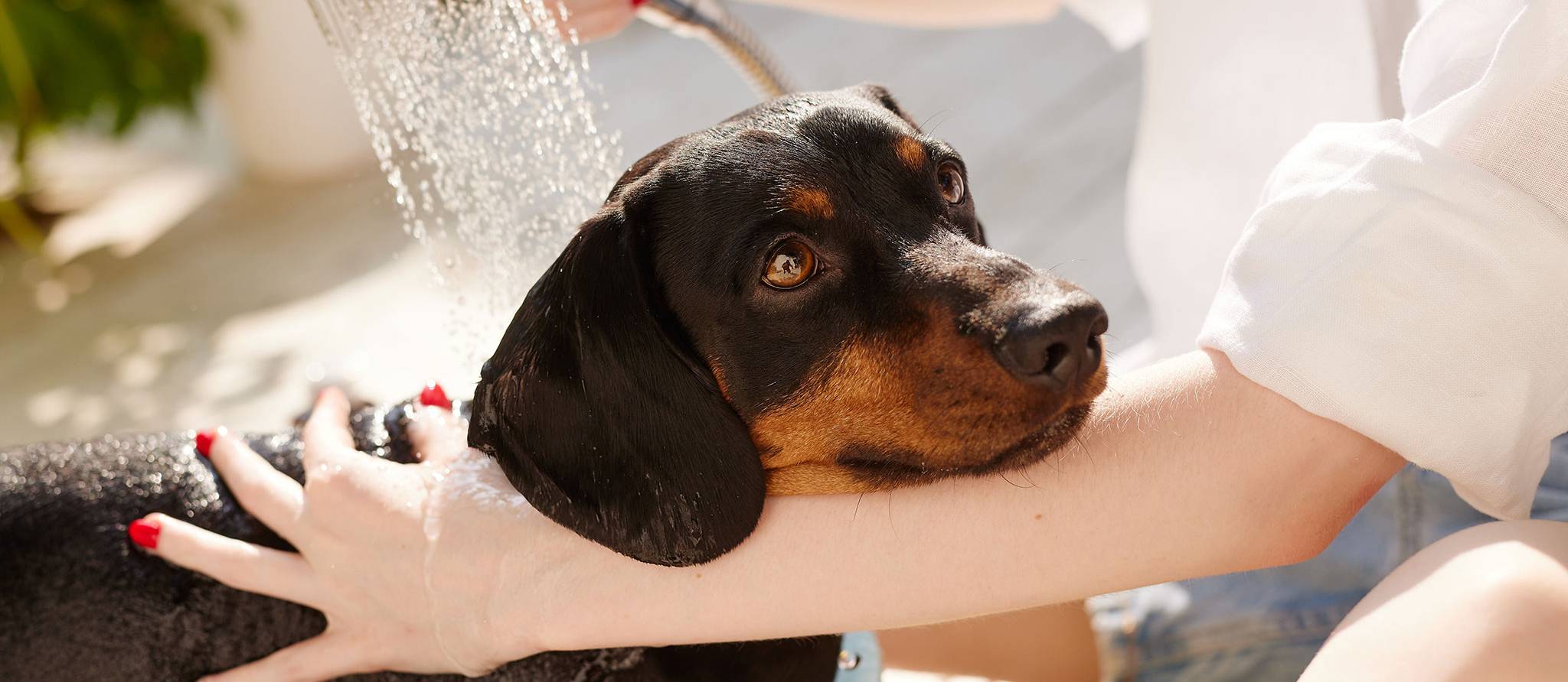 Quoi faire si votre chien s’est fait arroser par une mouffette