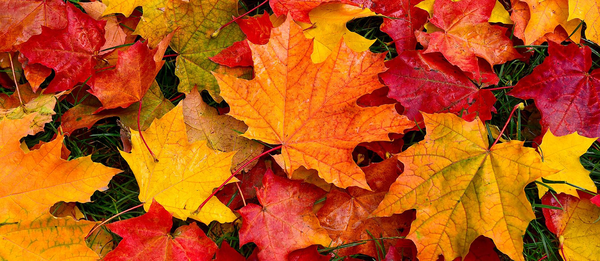 Doit-on laisser les feuilles mortes sur la pelouse?