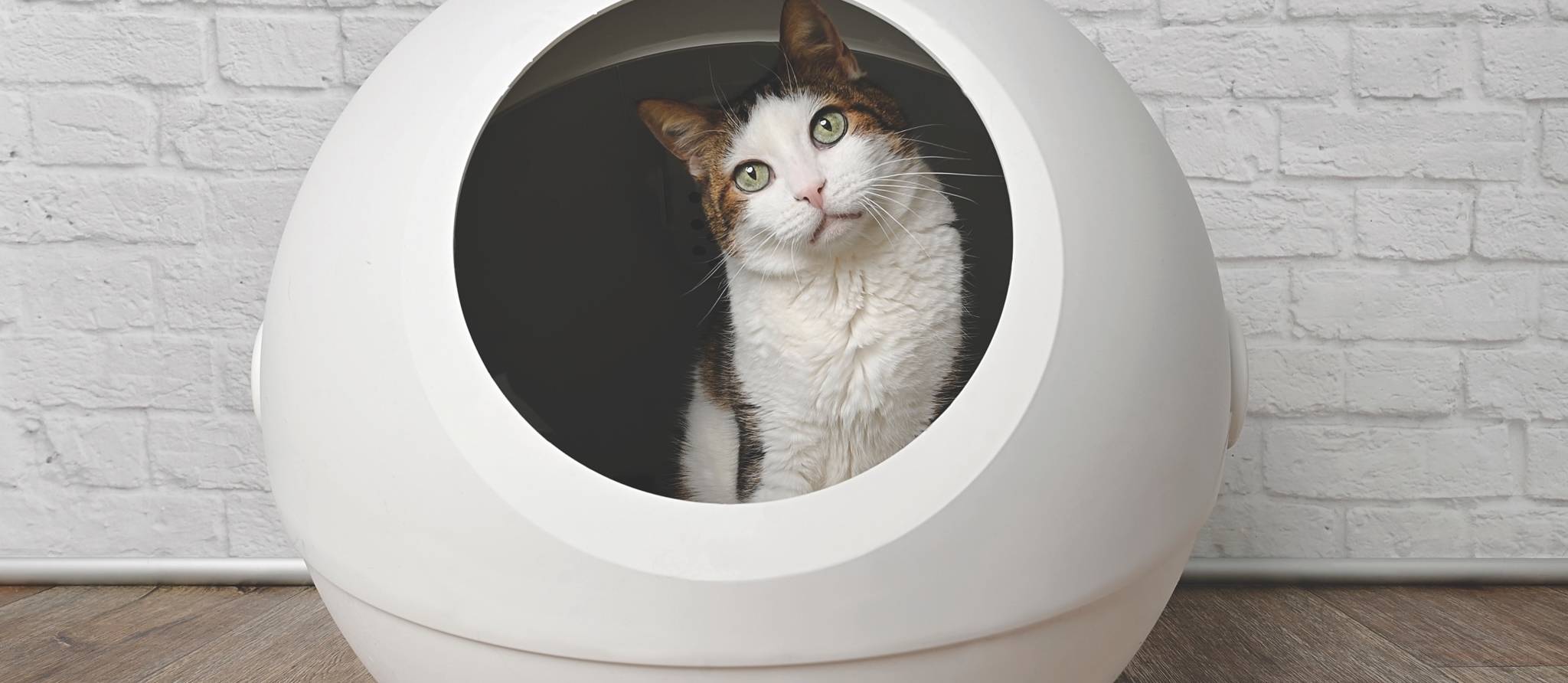 Test de trois bacs à litière automatiques : Whisker LitterRobot 3 Connect, Els Pet Spaceship et PetSafe ScoopFree