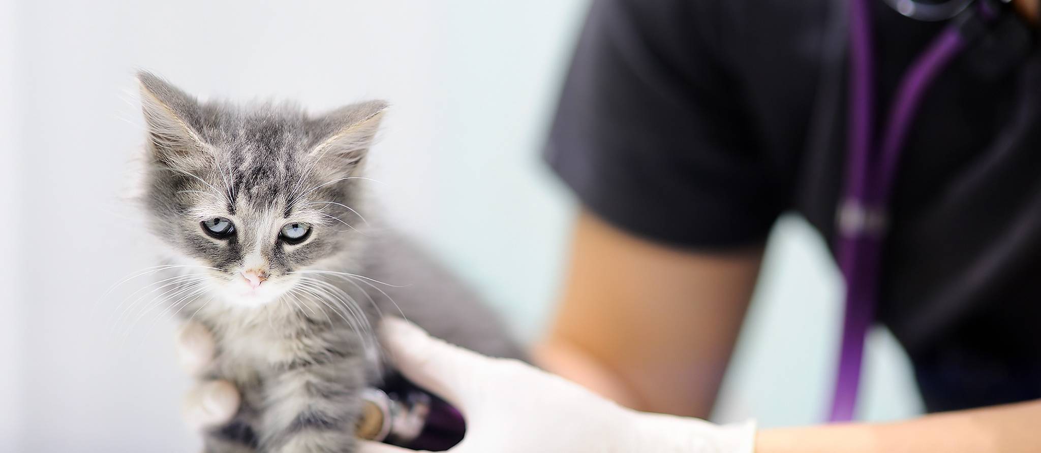Combien coûtent les soins vétérinaires pour un chaton?