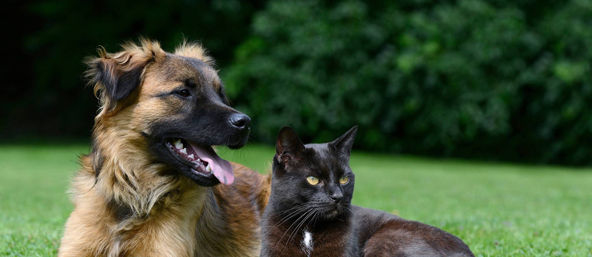 Les assurances et la thérapie comportementale pour animaux, combien ça coûte?