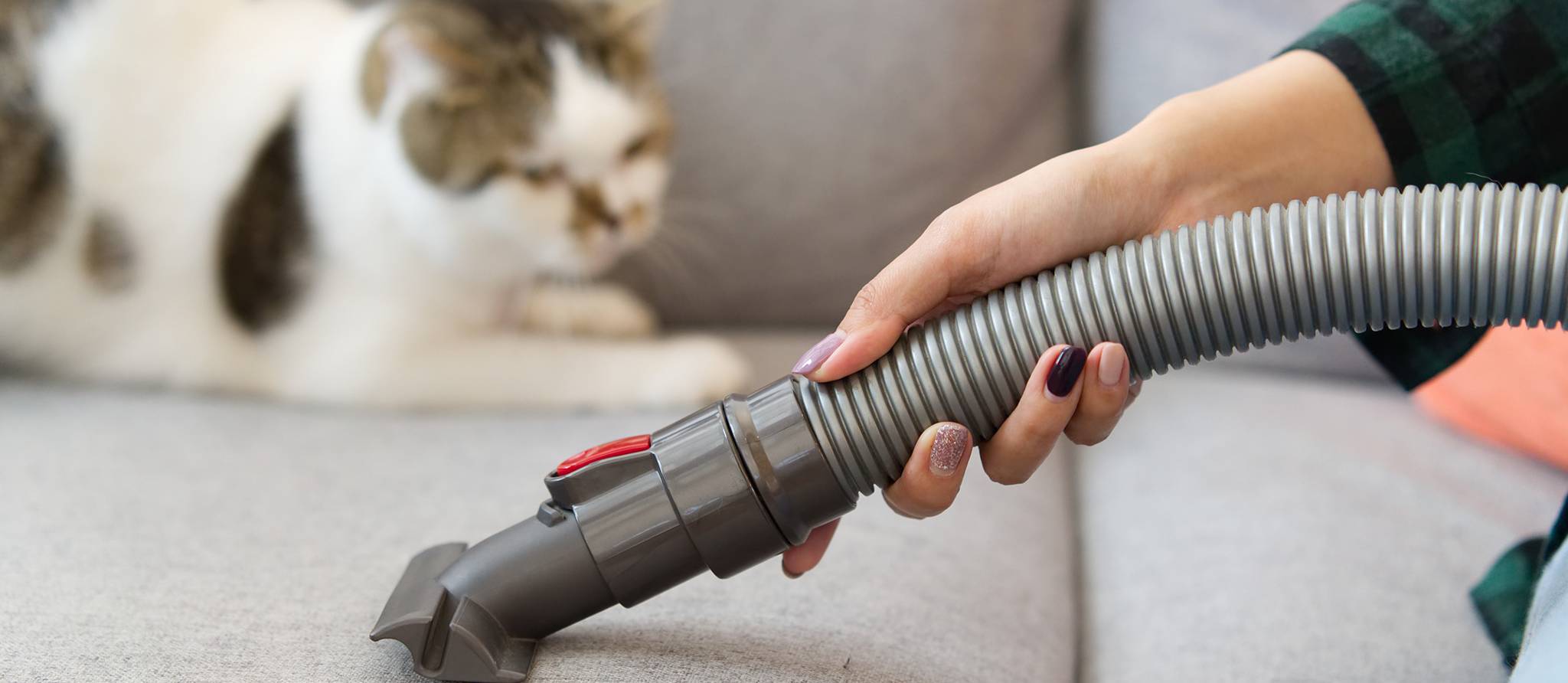 Les meilleurs aspirateurs pour les poils d’animaux