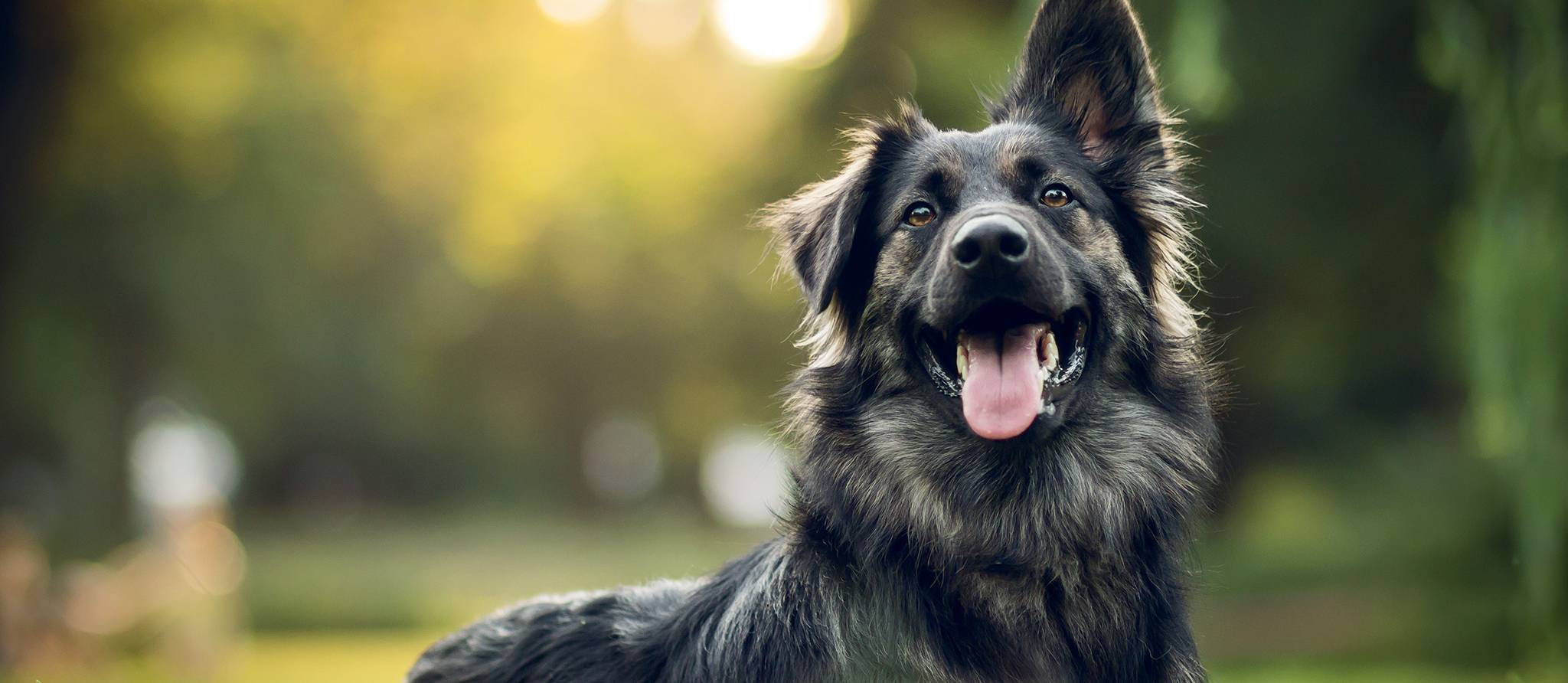 Combien coûte un chien à long terme?