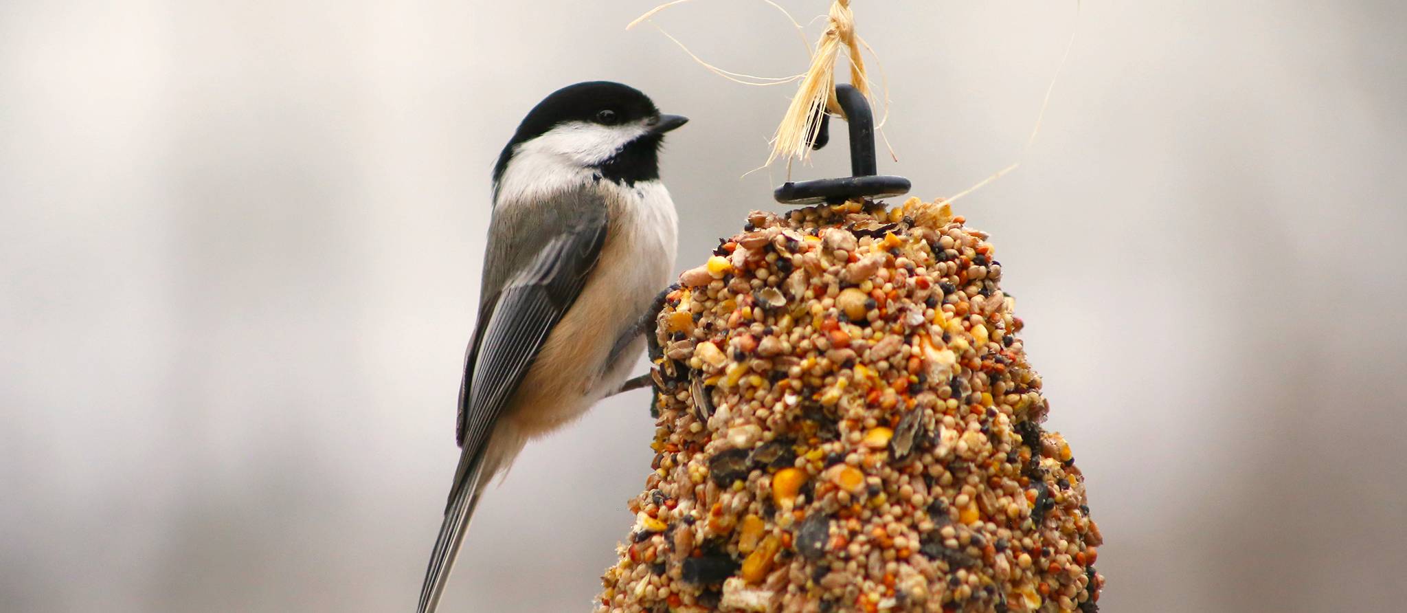 Nourrir les oiseaux sans les mettre en danger