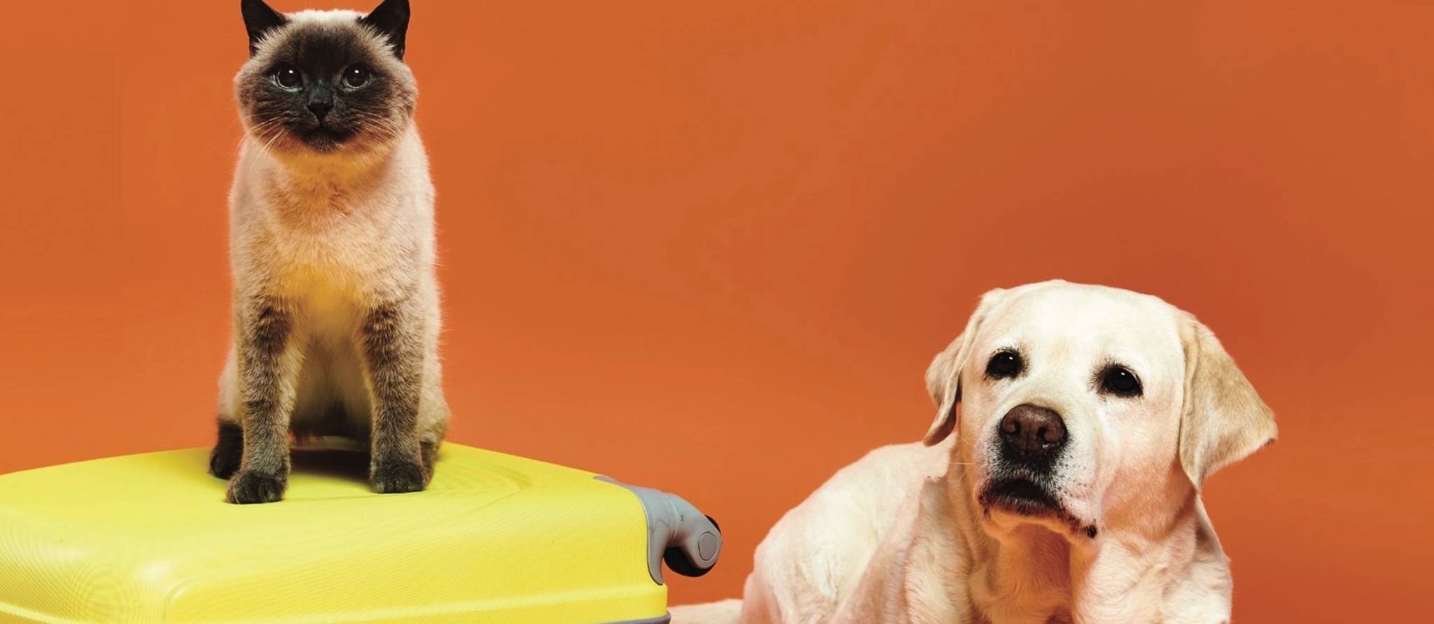 Où faire garder son chat ou son chien quand on part en vacances?