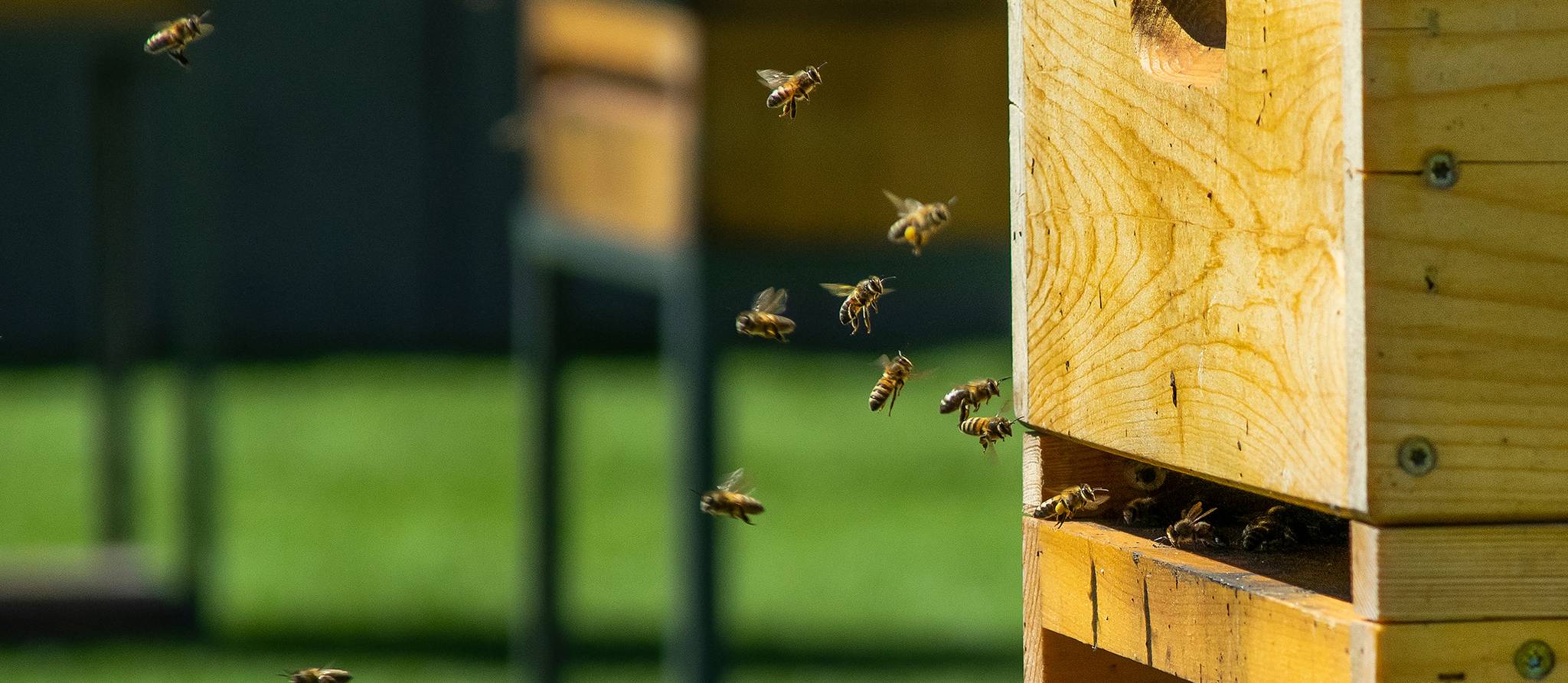 Installer une ruche dans sa cour, la solution pour sauver les abeilles?
