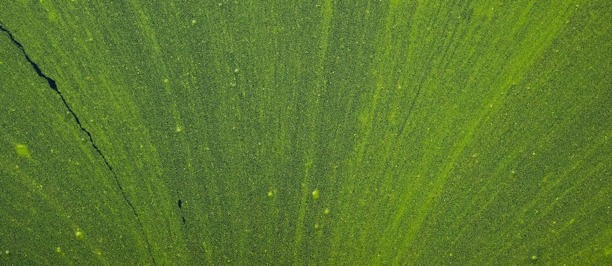 Algues bleu-vert: attention à la contamination