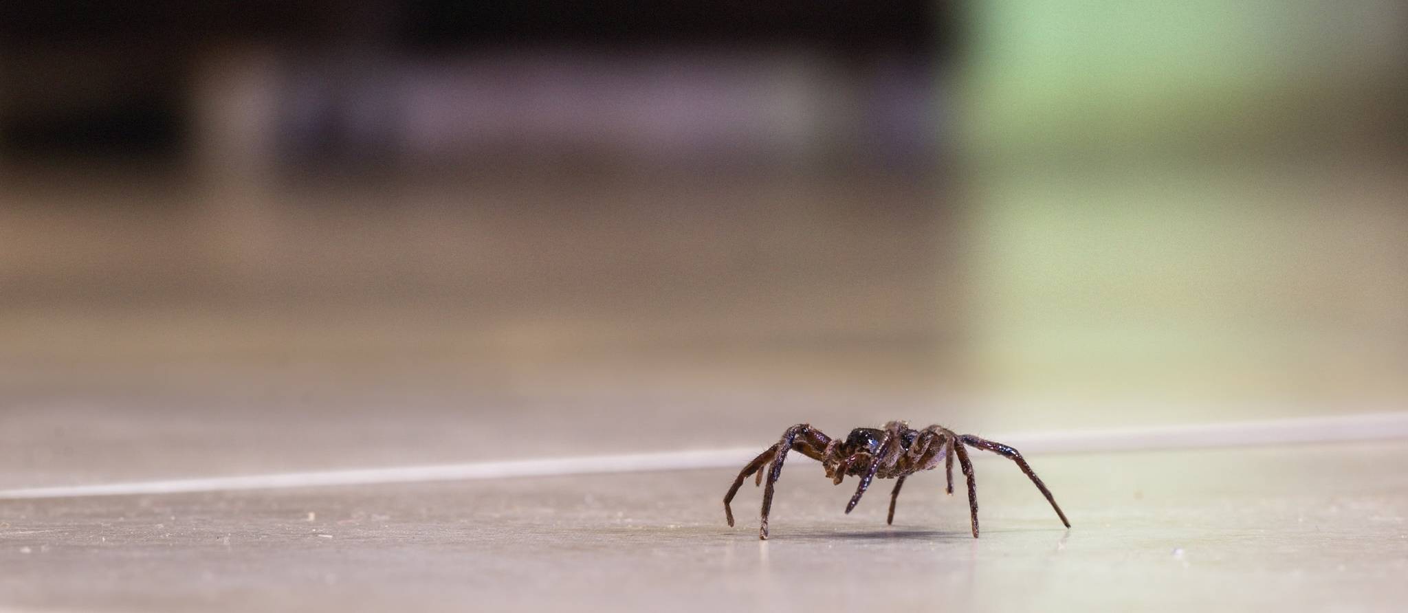 Araignées: pour ou contre ces intruses dans votre résidence?